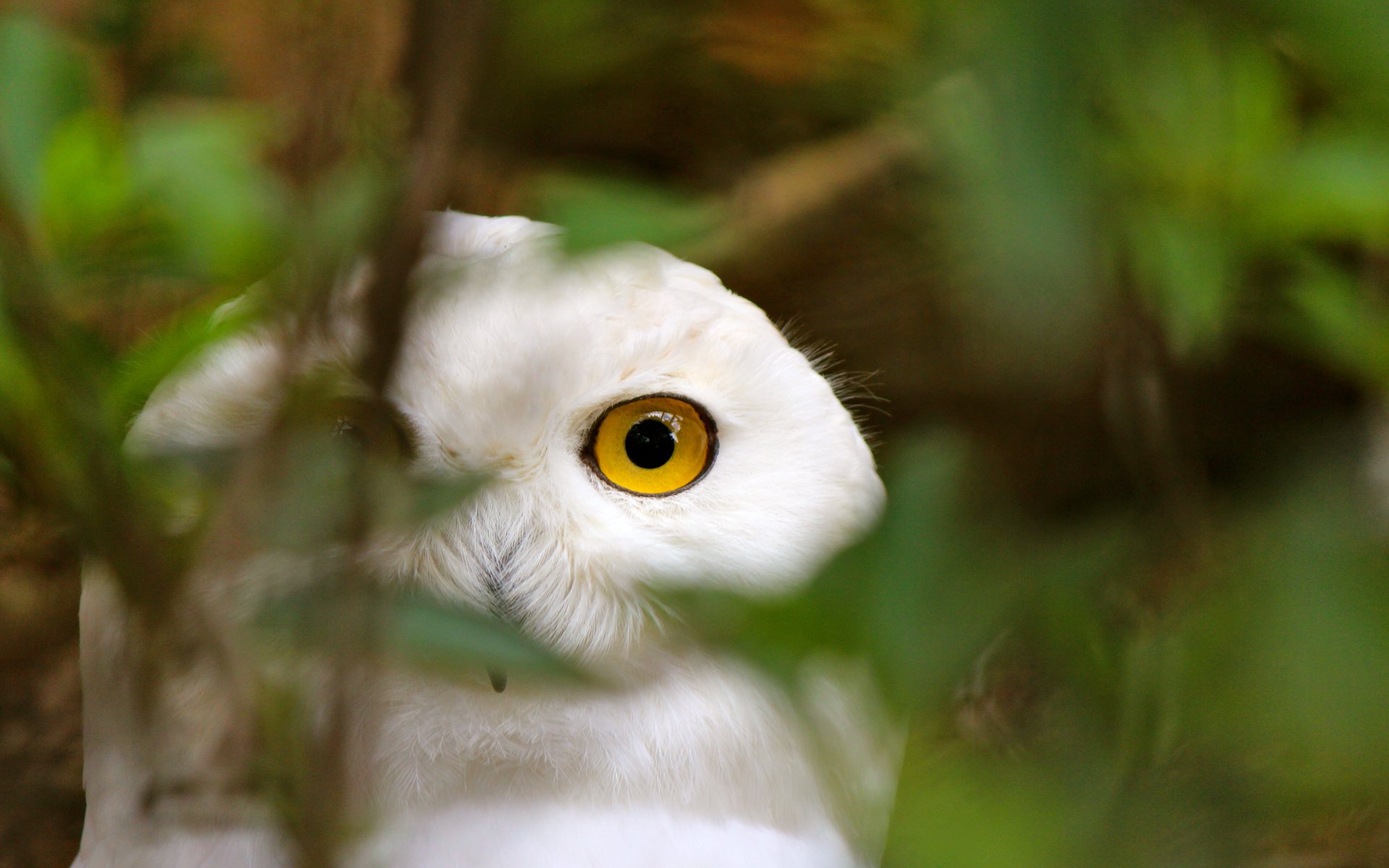 pájaro búho blanco verde asoma