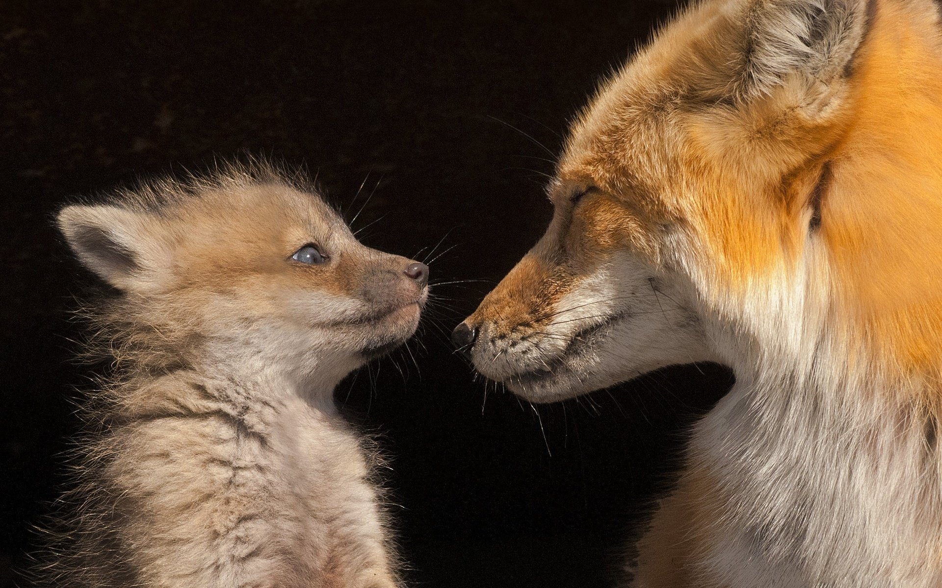 le renard le regard