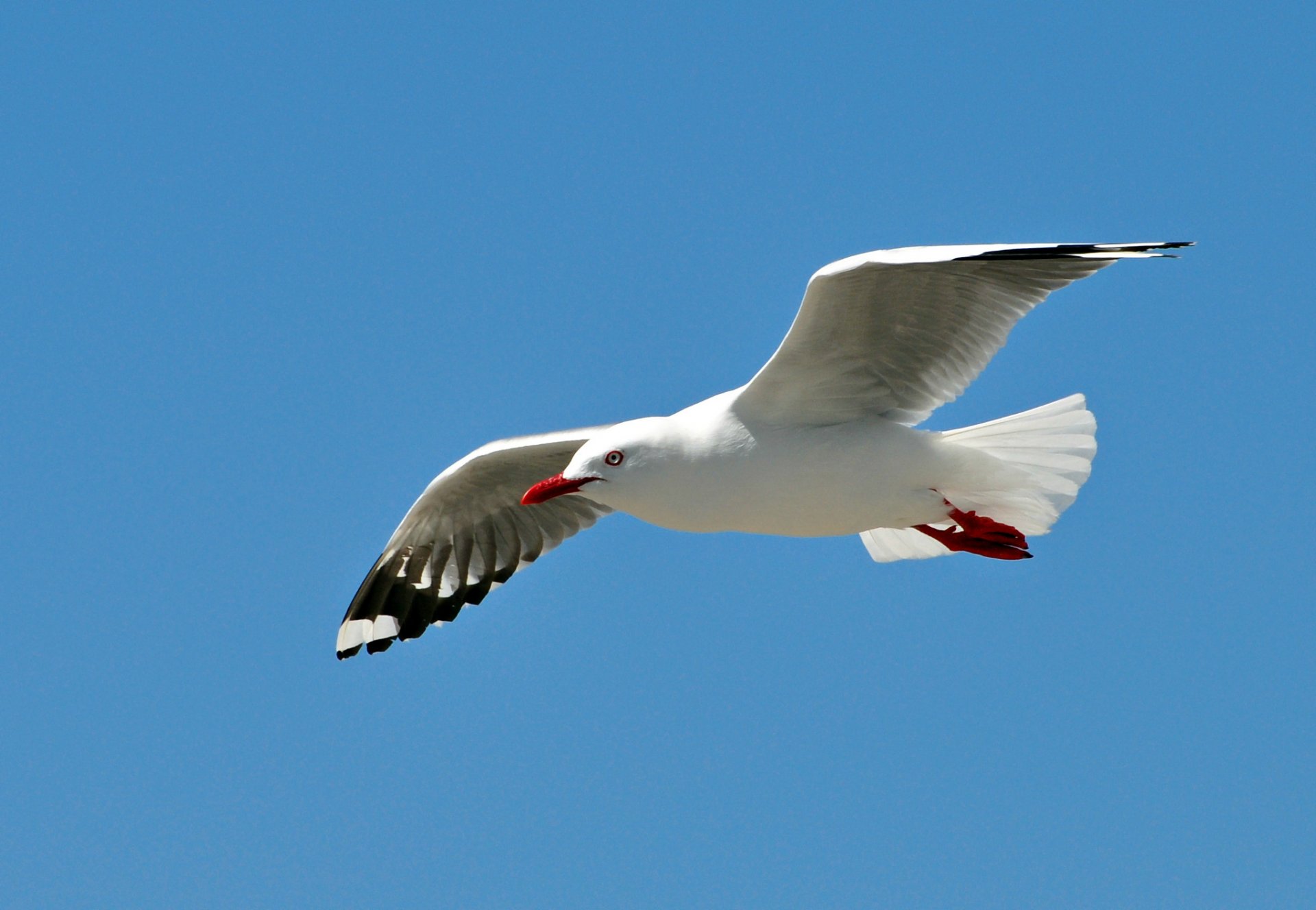 möwe vogel flügel schwingen fliegen himmel