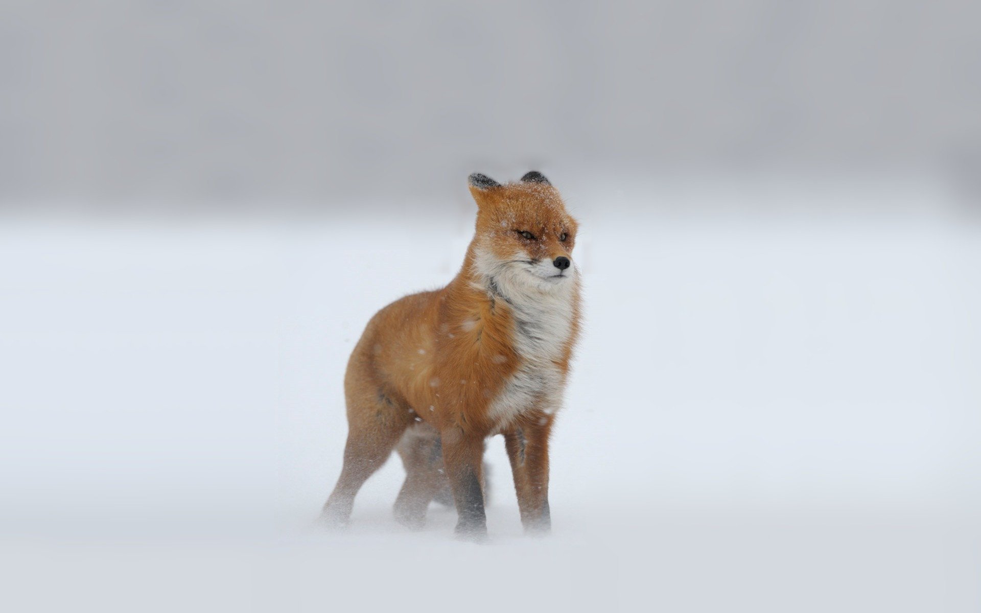 volpe rossa guarda inverno neve bufera di neve