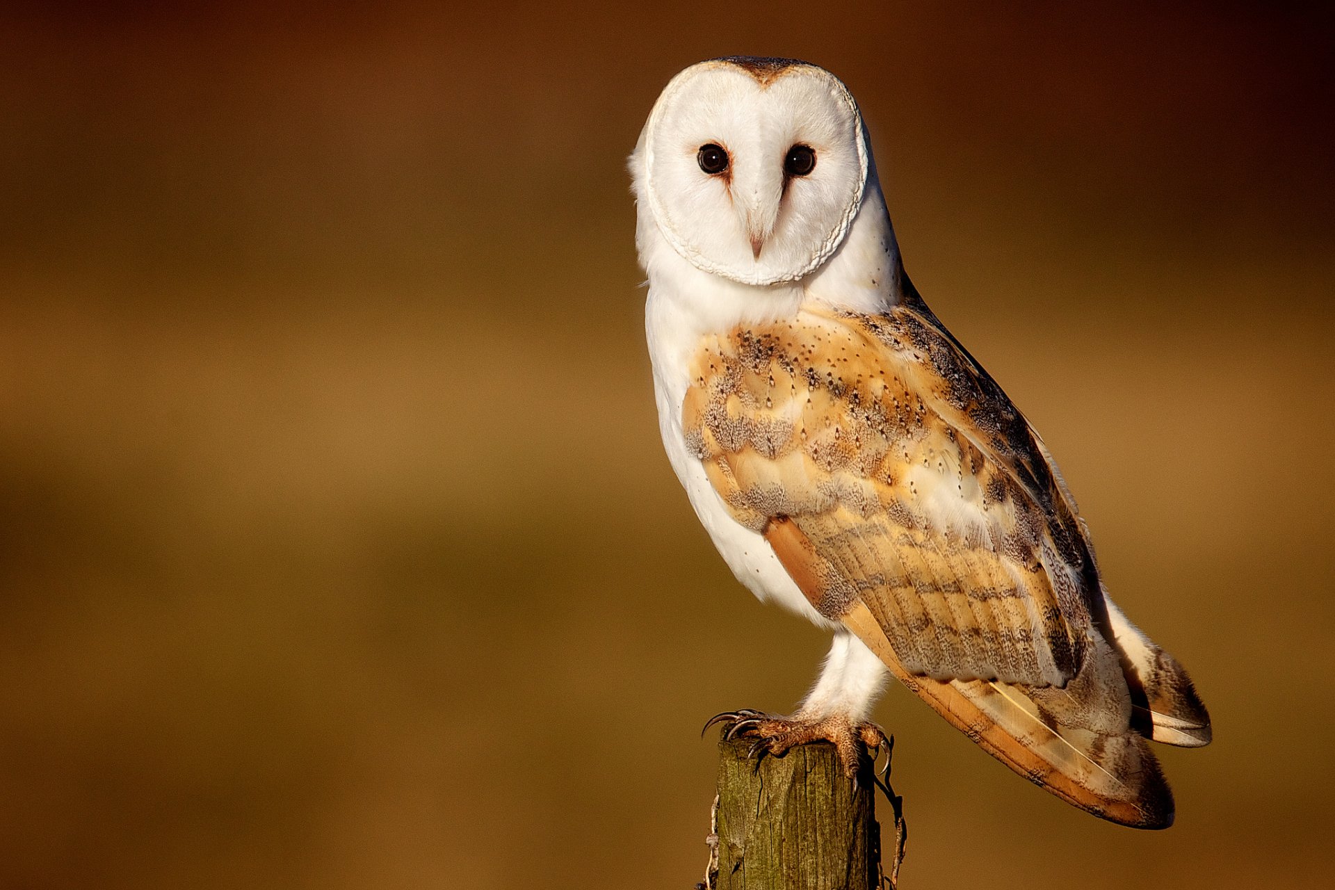 barn owl owl poultry