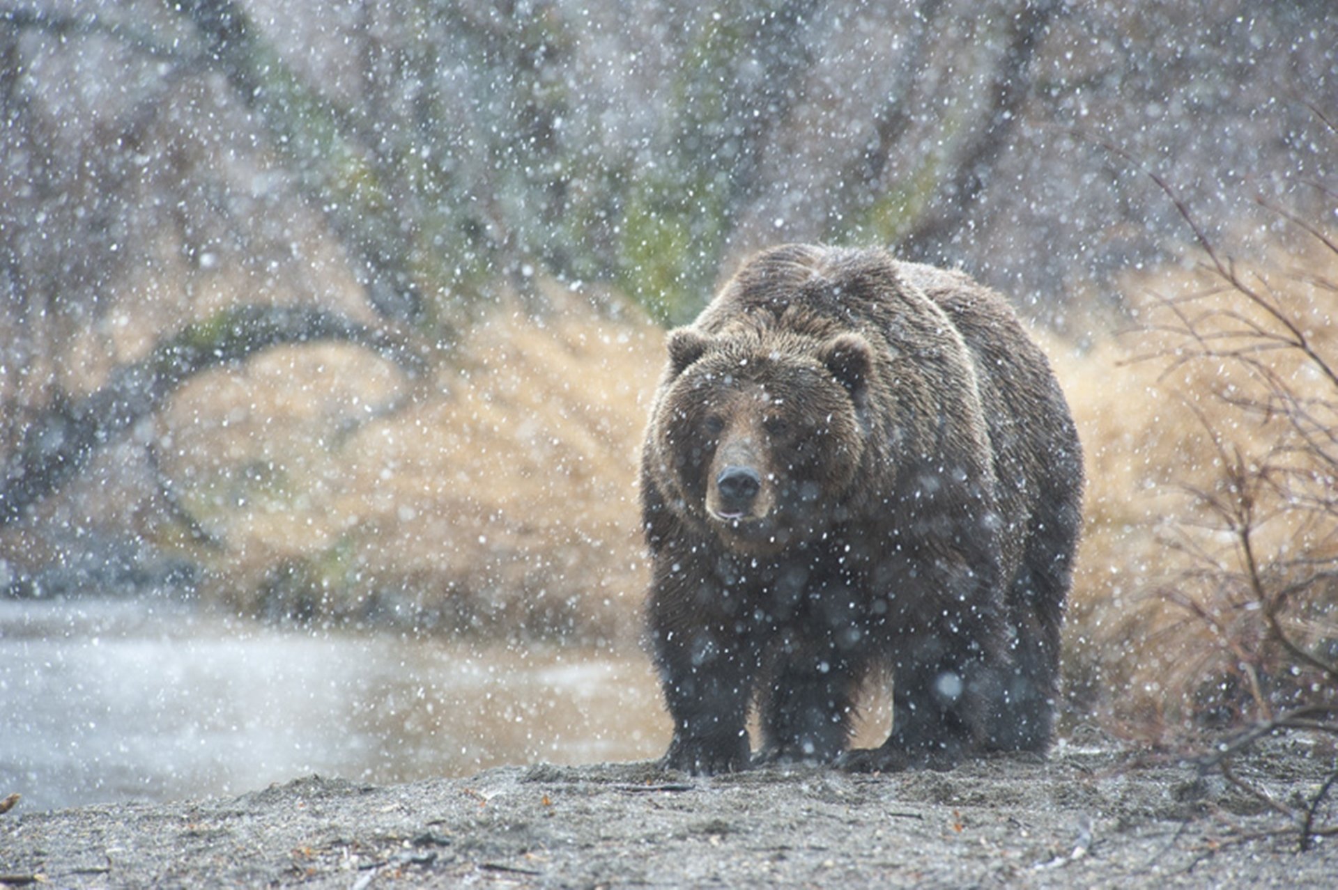 oso nieve kamchatka