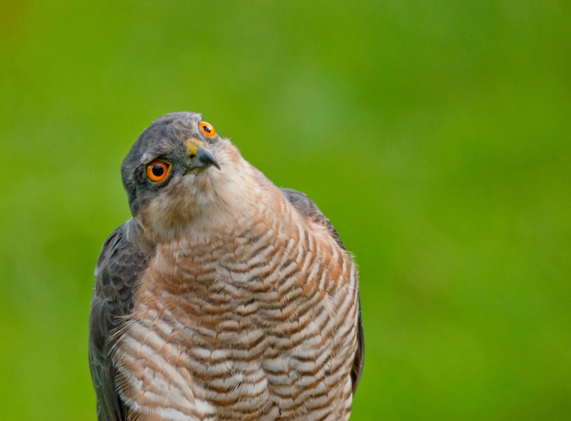 caille oiseau portrait vue vert fond