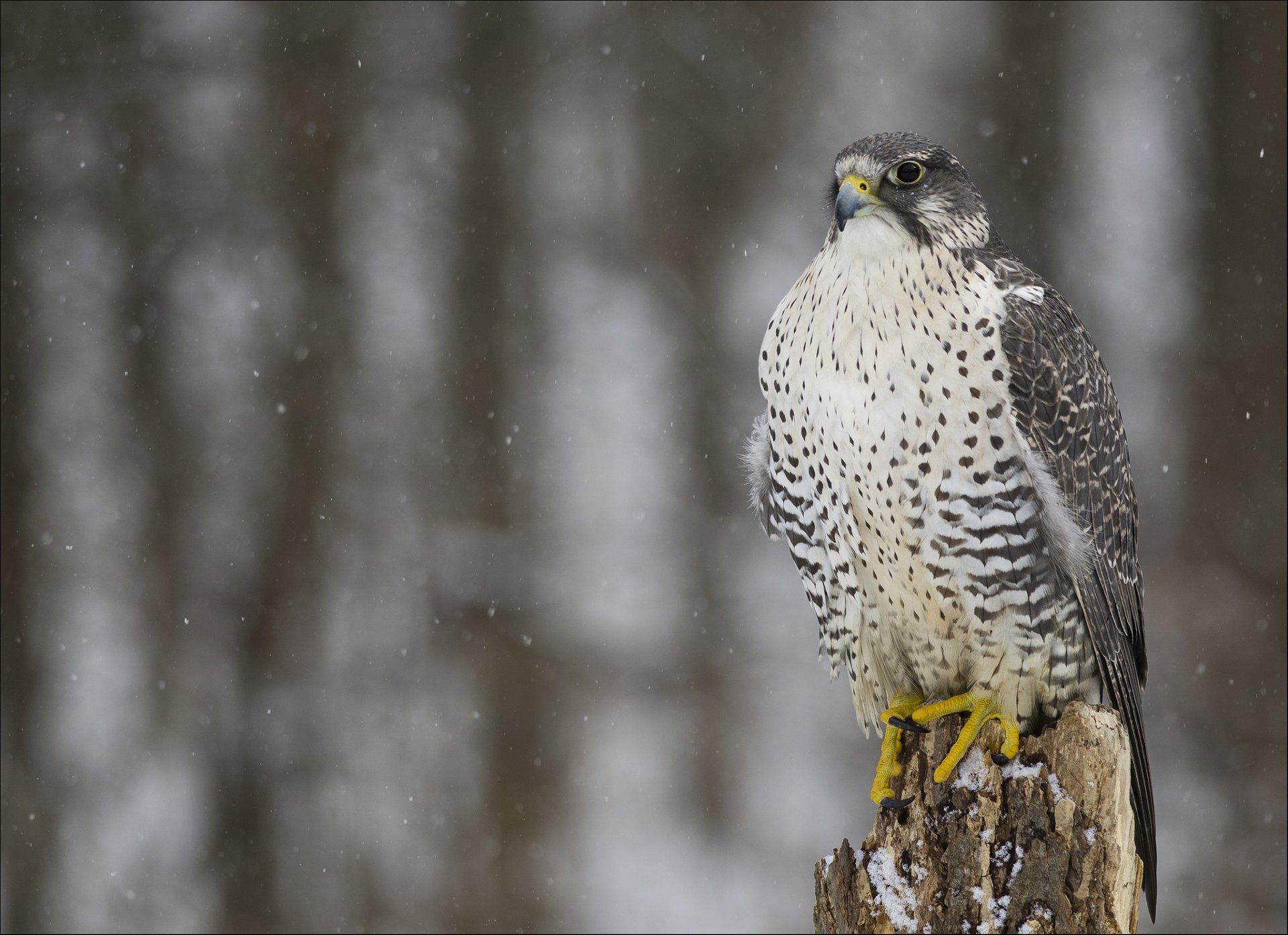 kretscht falke vogel raubtier blick winter schnee