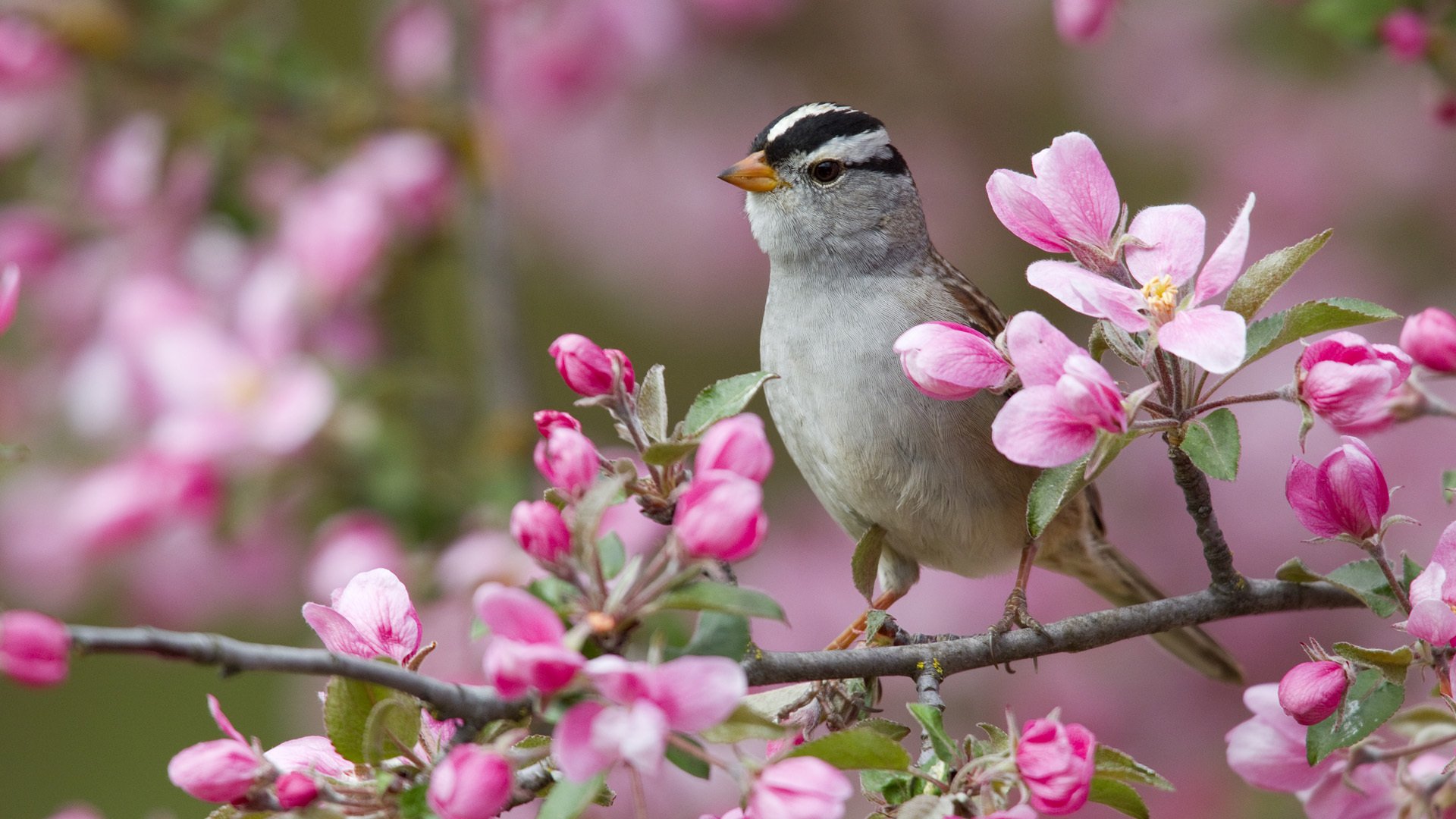 vogel blumen zweig weißkopf-spatzen-haferflocken