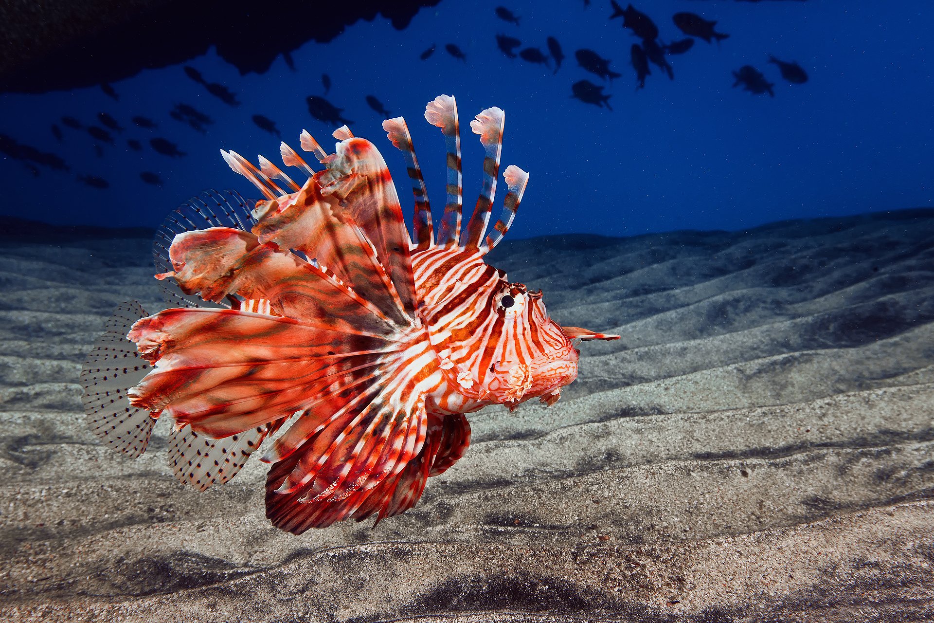 ocean morze dno piasek ryba lwa ryba smoka lionfish