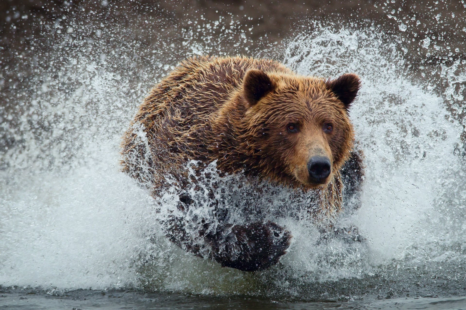 teddy bear bear wet drops spray water