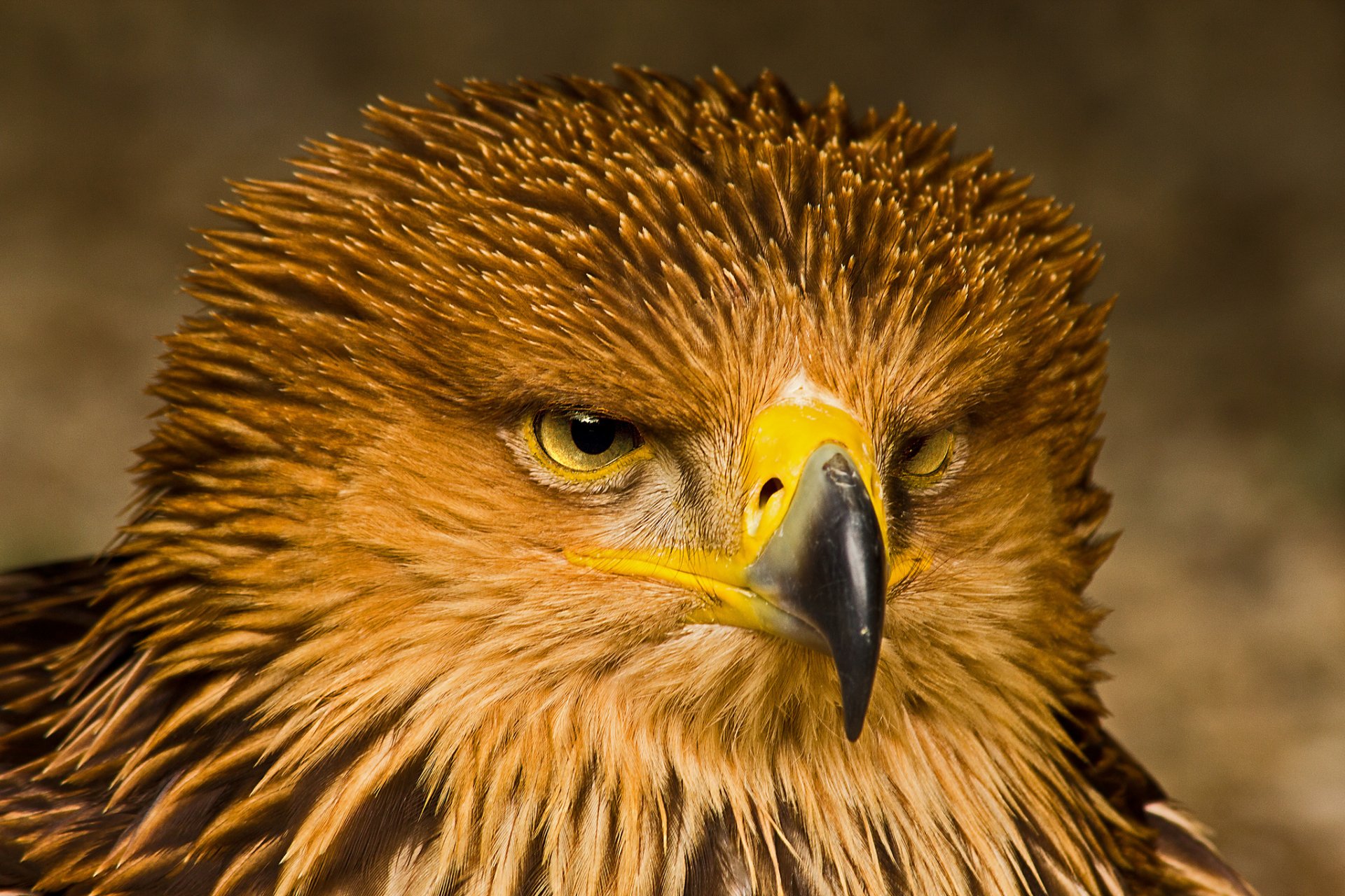 aquila uccello predatore vista ritratto