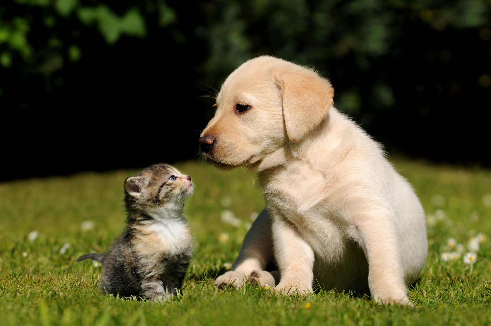 gato perro gatito cachorro hierba fondo