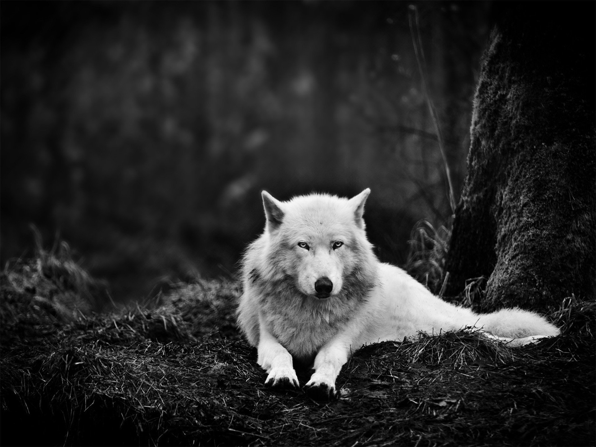 wolf white animals eyes dark forest