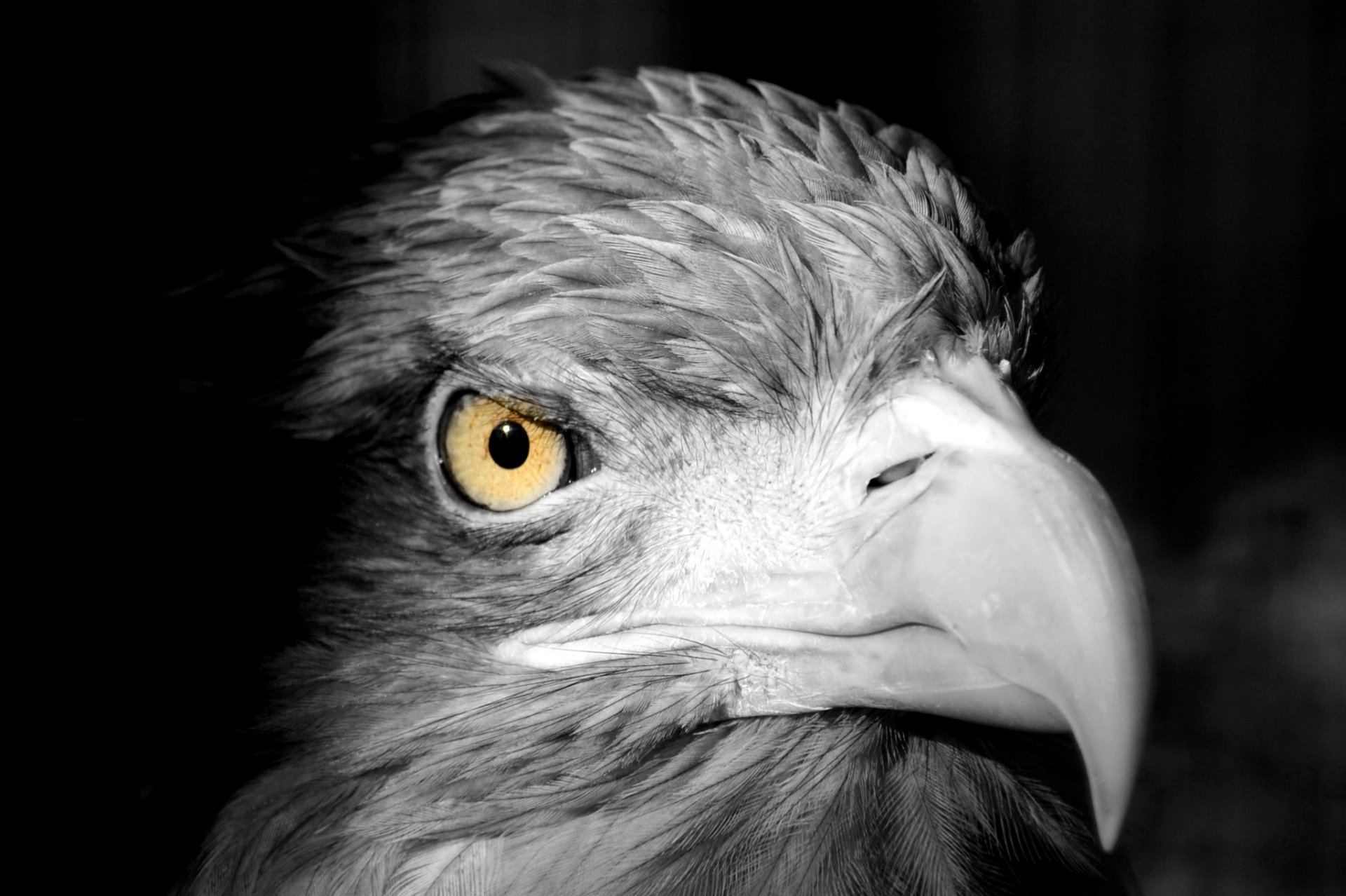 fond oiseau tête bec plumes vue prédateur