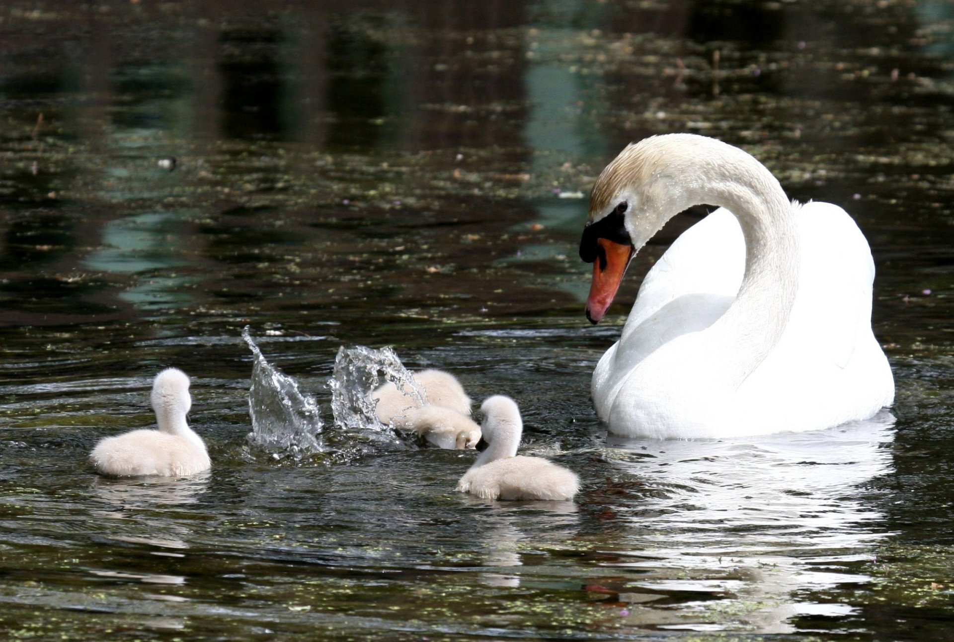 estanque blanco cisne patitos familia gotas salpicaduras buceo buceo cuidado control