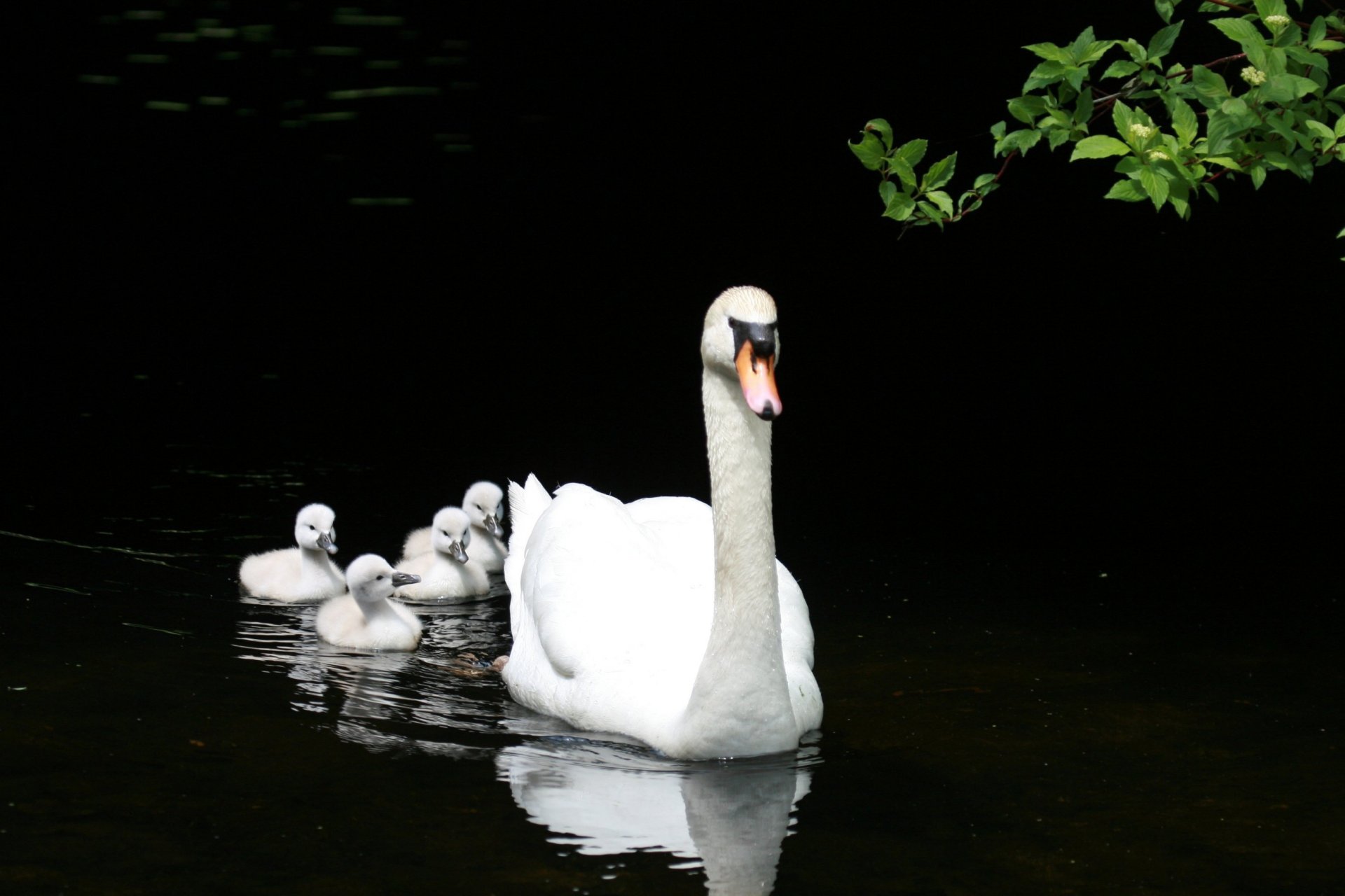 see teich familie weiß schwan entenküken nachkommen