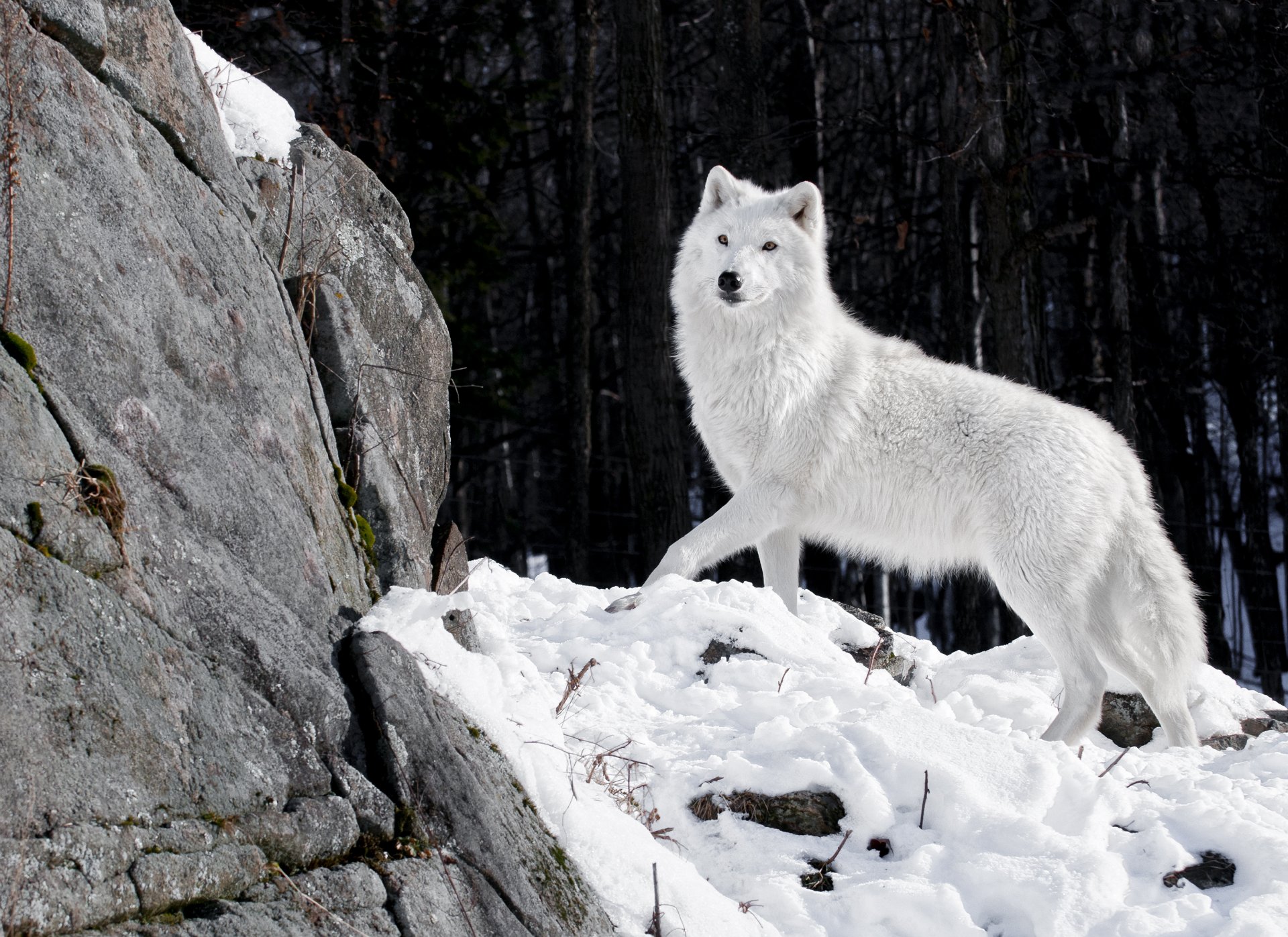 wolf weiß raubtier wolf winter schnee wald steine natur