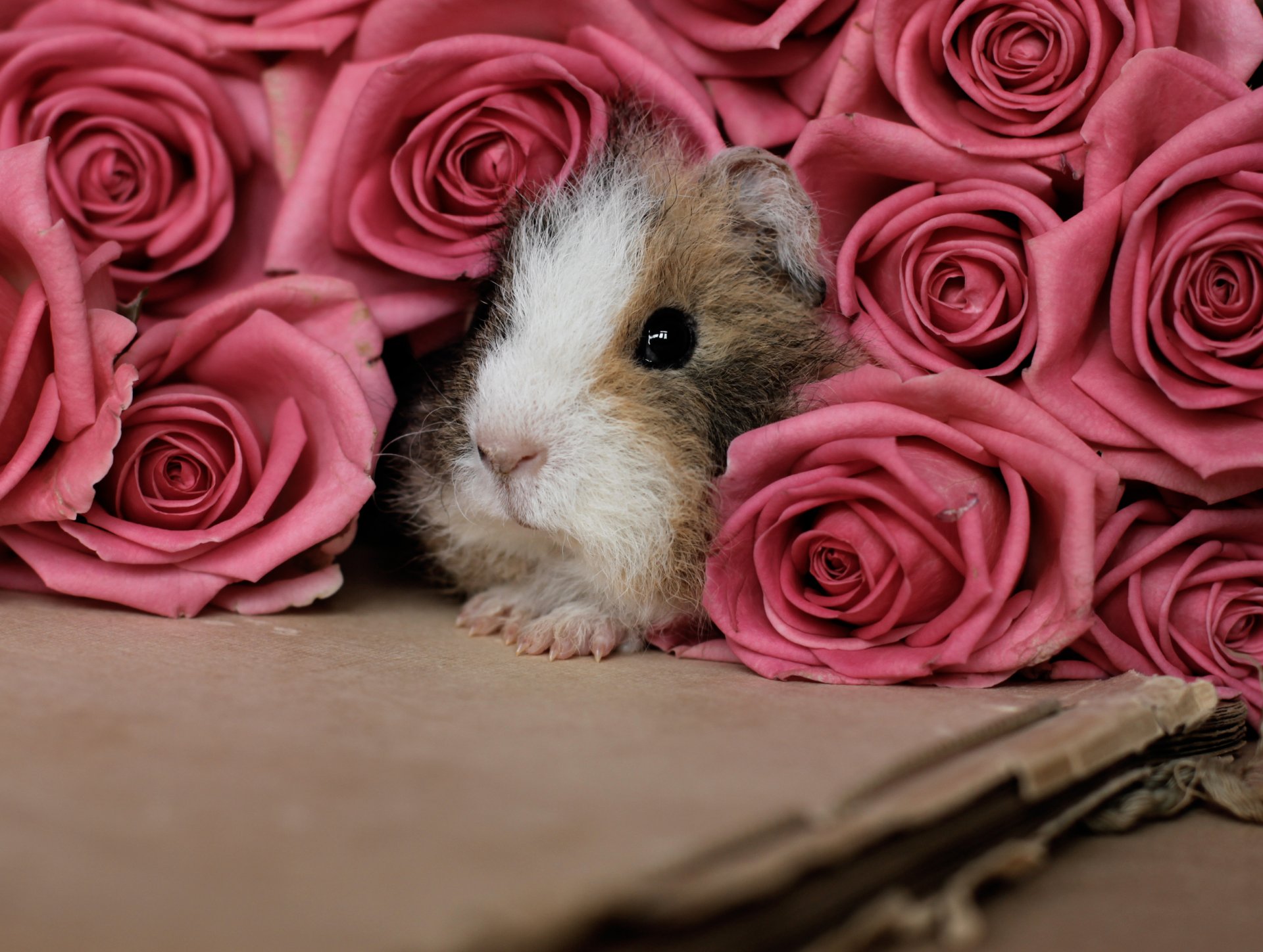 guinea pigs rodent roses pink flower