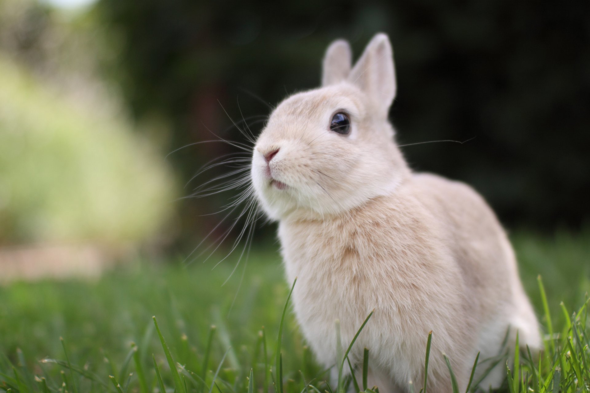 lapin beige crème couleur regard museau verdure herbe pelouse