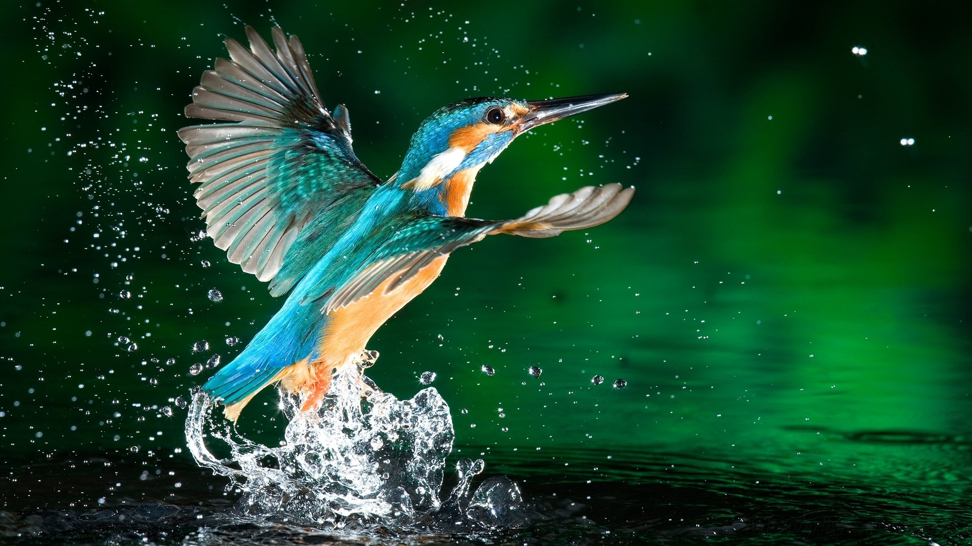 martin-pêcheur oiseau nature éclaboussures moment photo couleurs corail vert gouttes eau