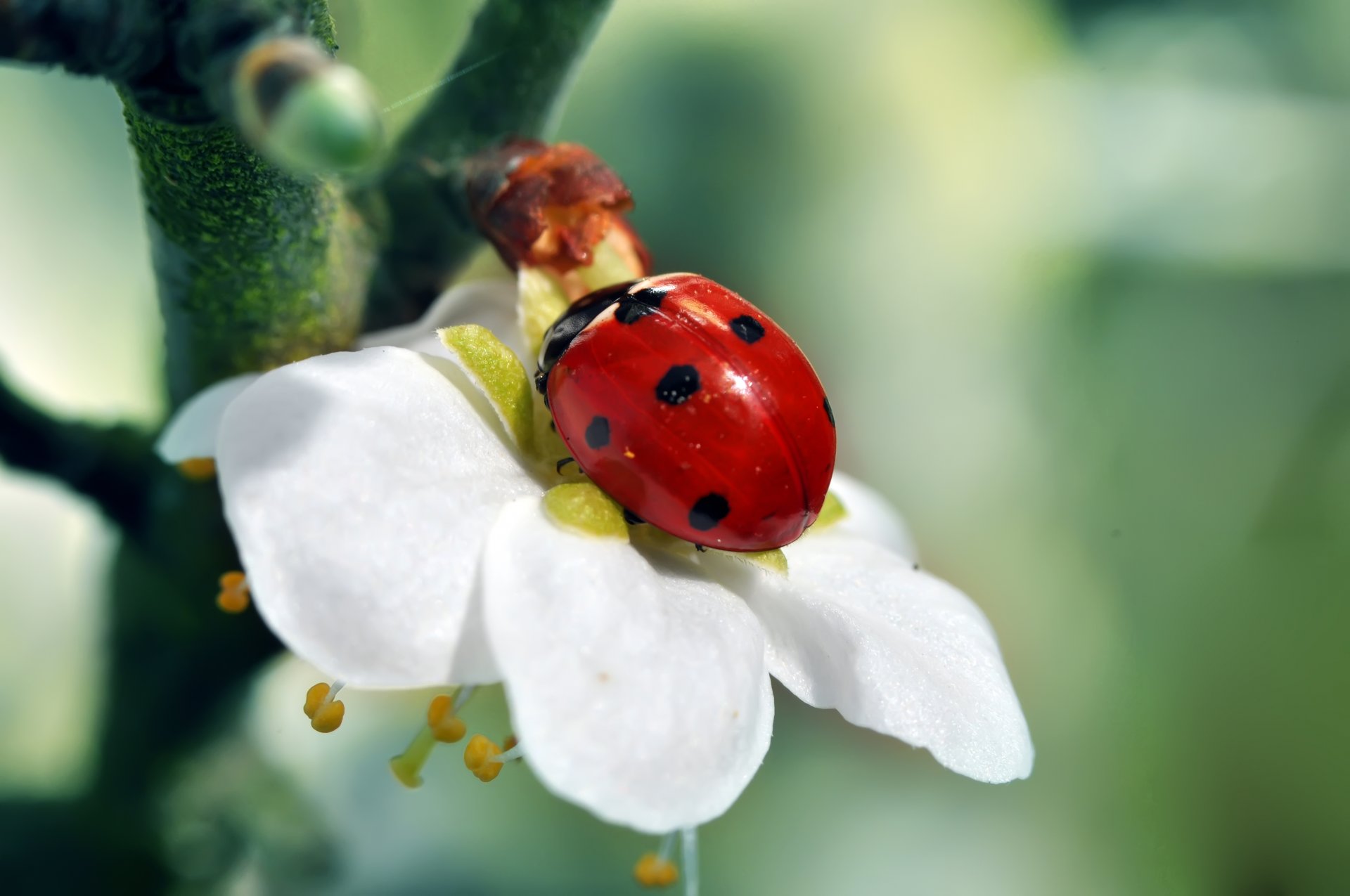 branch tree flower ladybug insect red white green