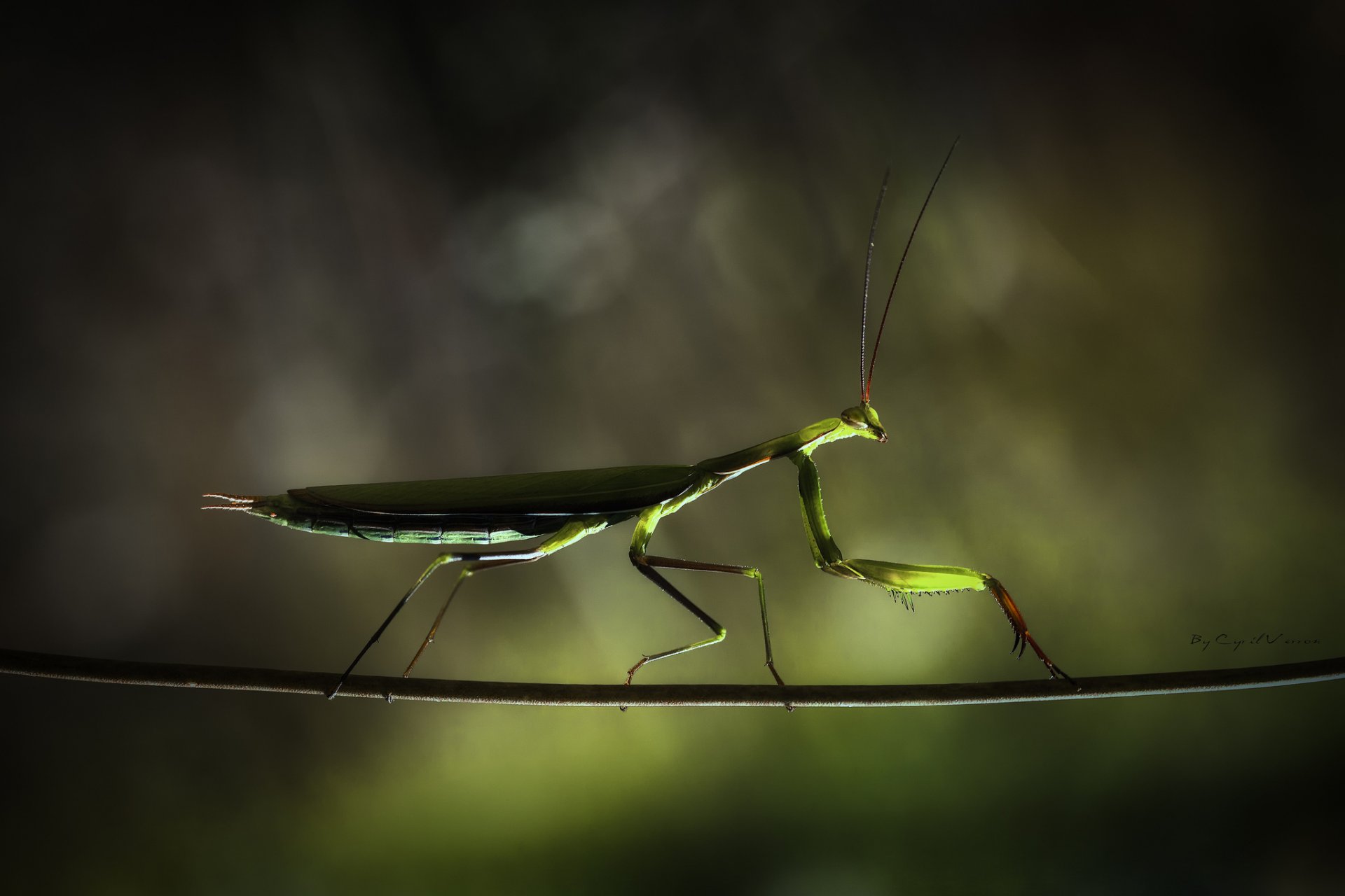 mantis religiosa sombra rama acróbata