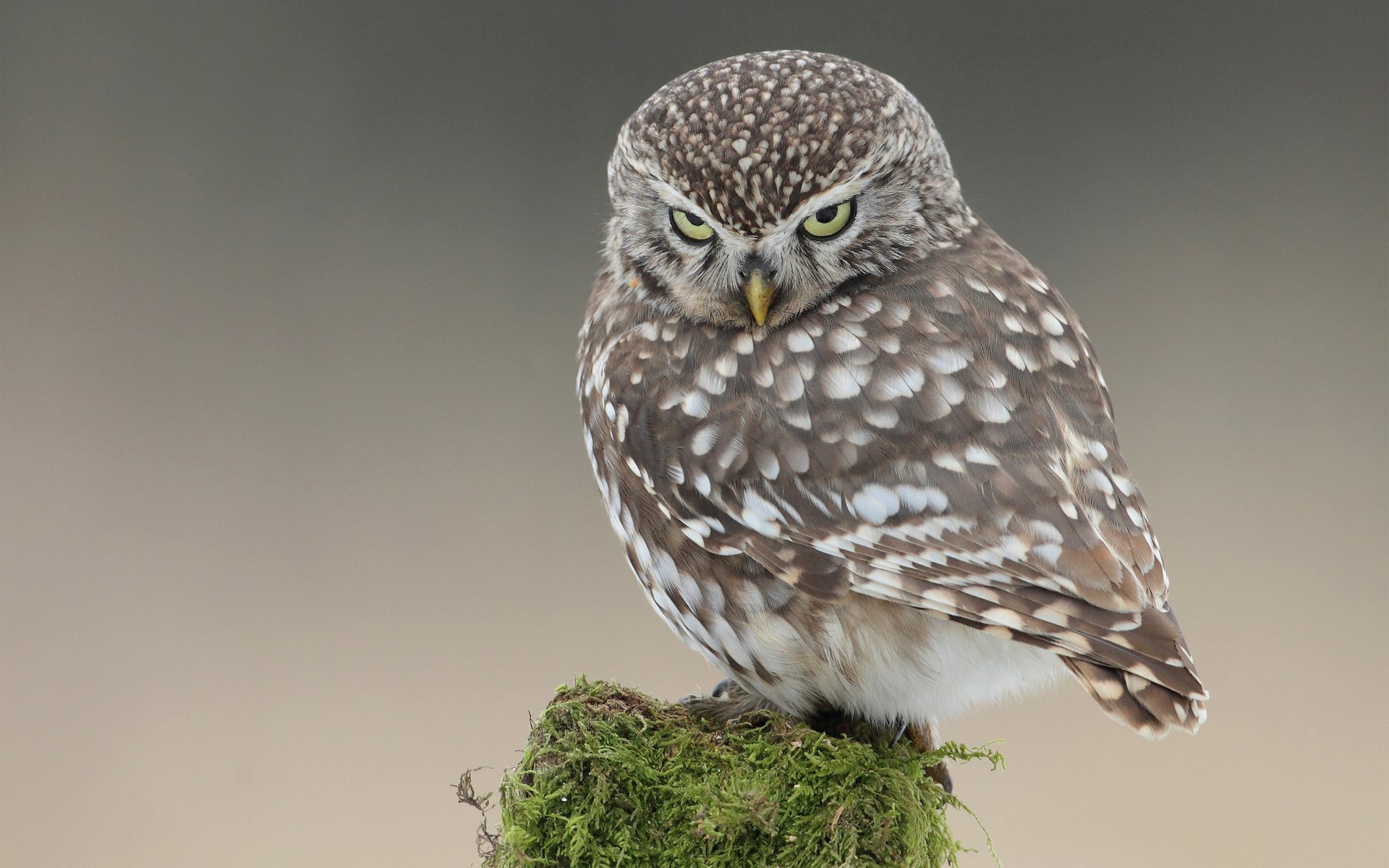 owl poultry post moss view