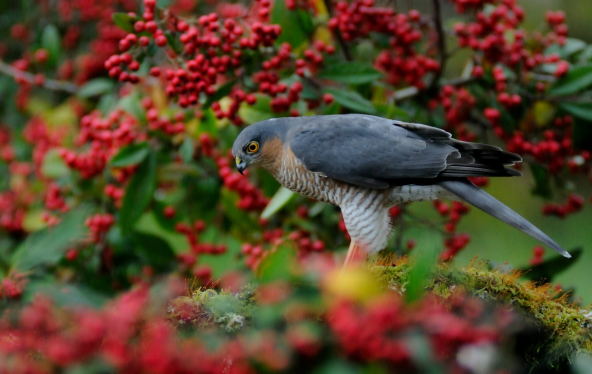 caille faucon oiseau arbre rouge baies flou