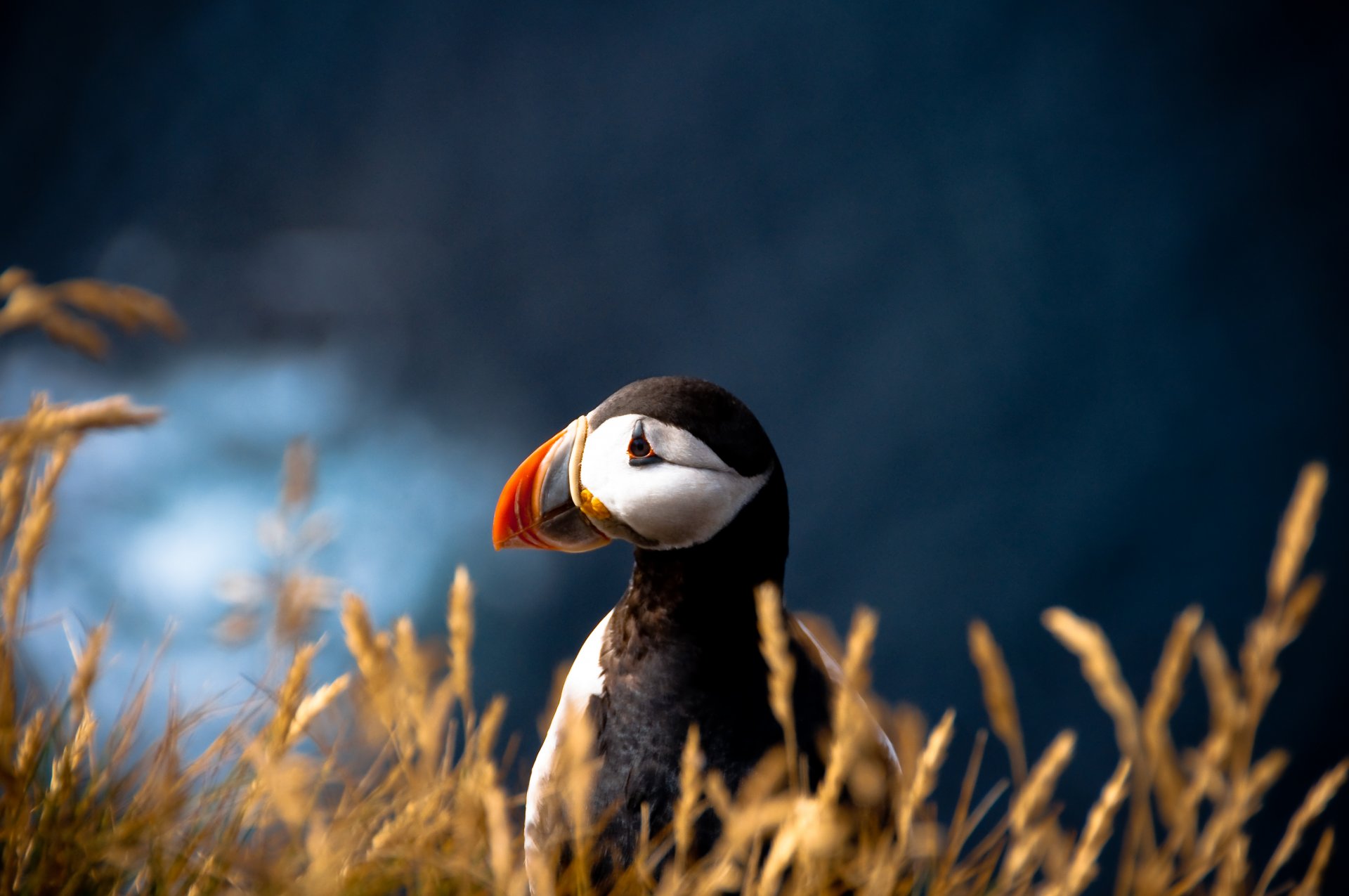 poultry atlantic puffin fratercula arctica puffin blur