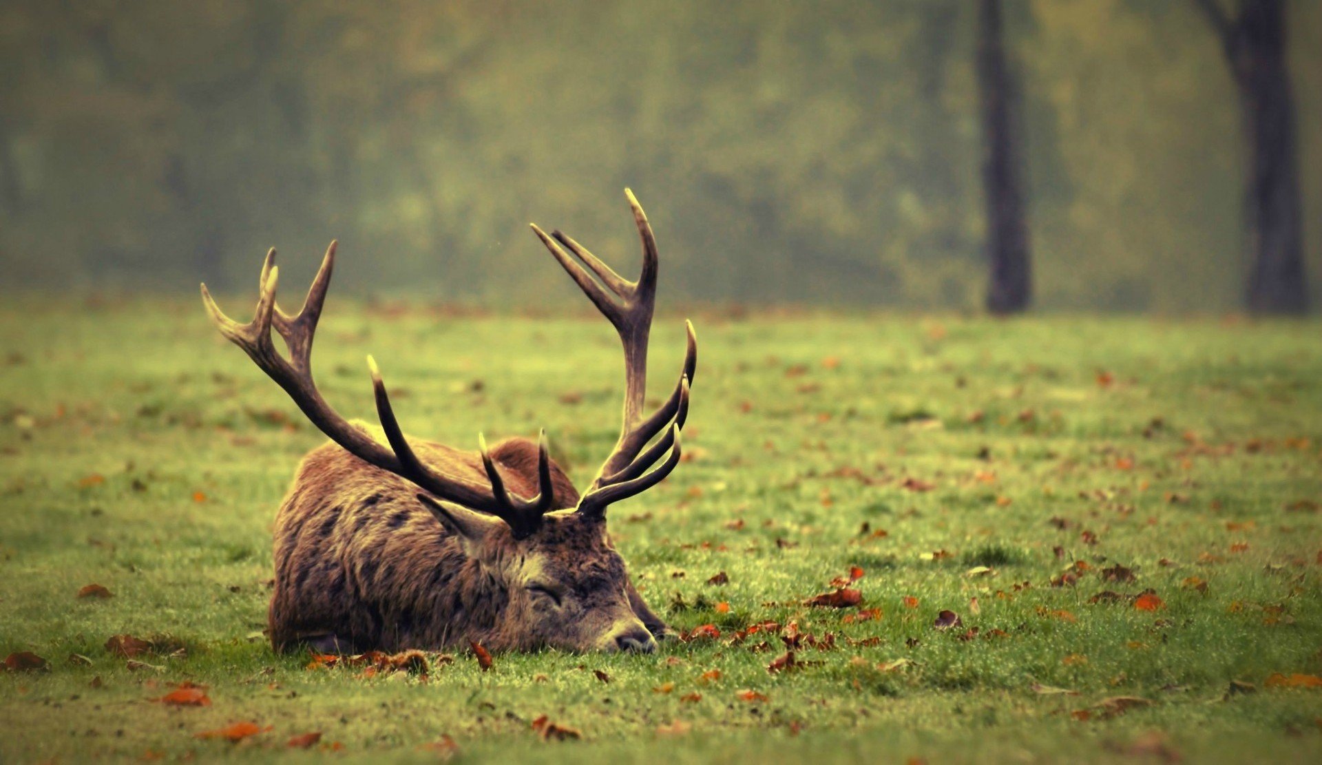 reindeer horn sleeping green grass leaves nature