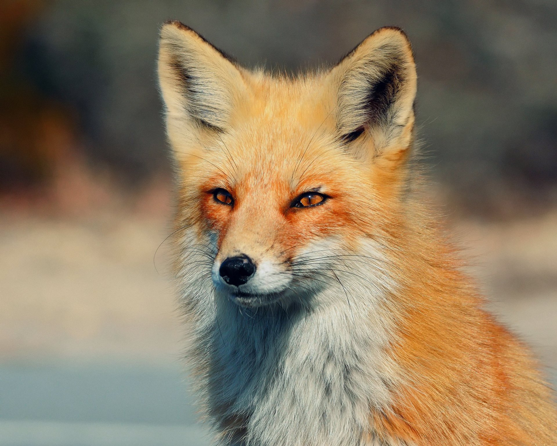 renard regard yeux