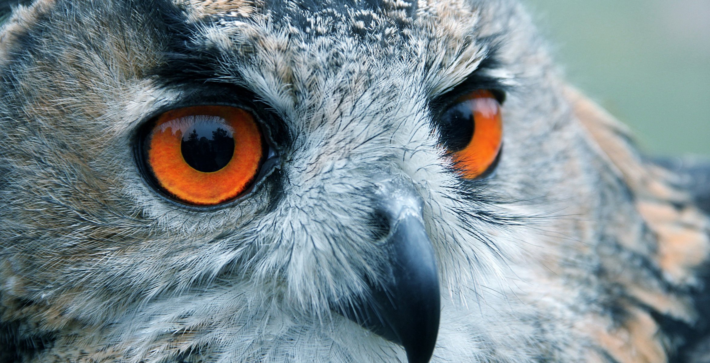 pájaro búho ojos mirada reflexión cabeza