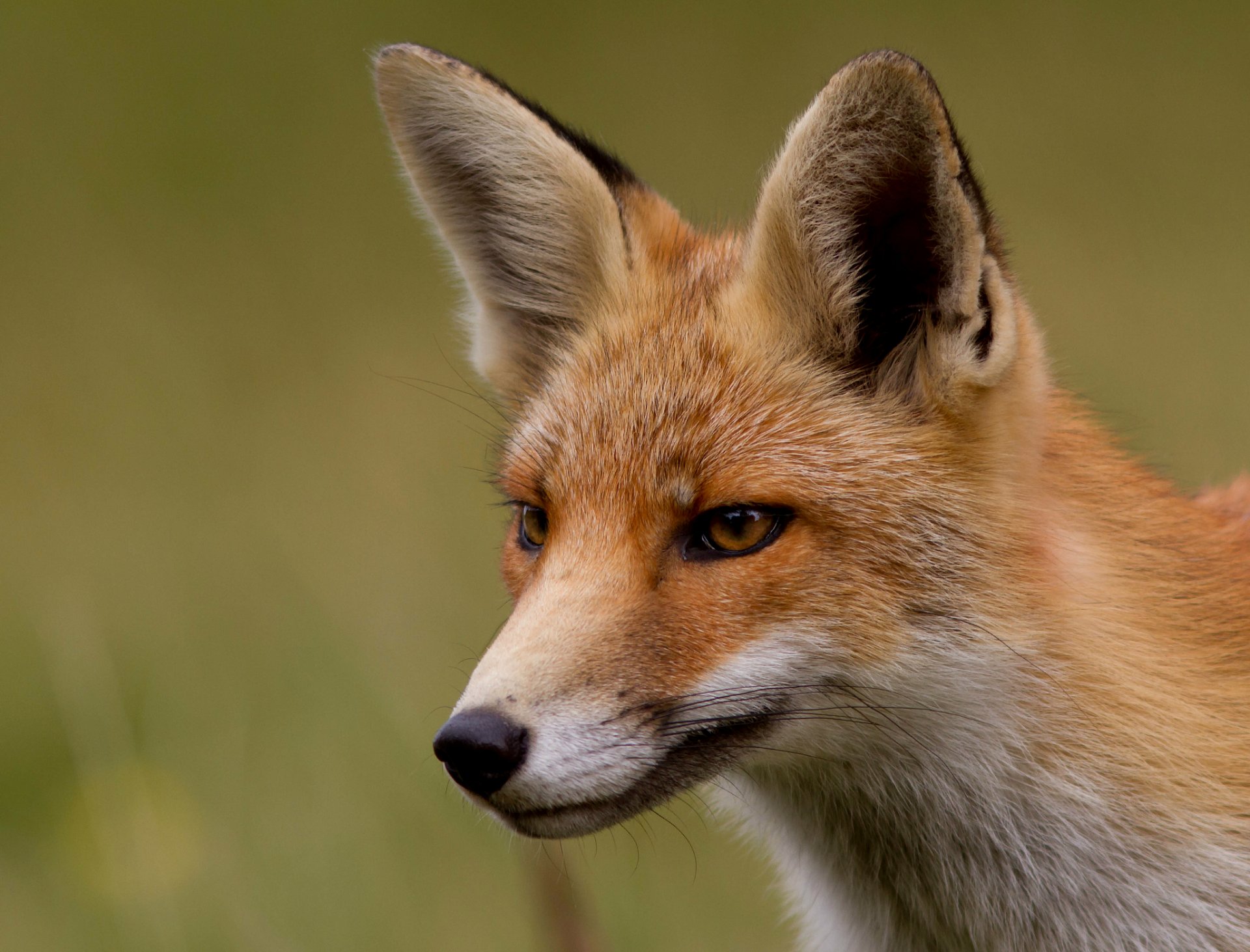 fuchs fuchs rotschopf schnauze blick