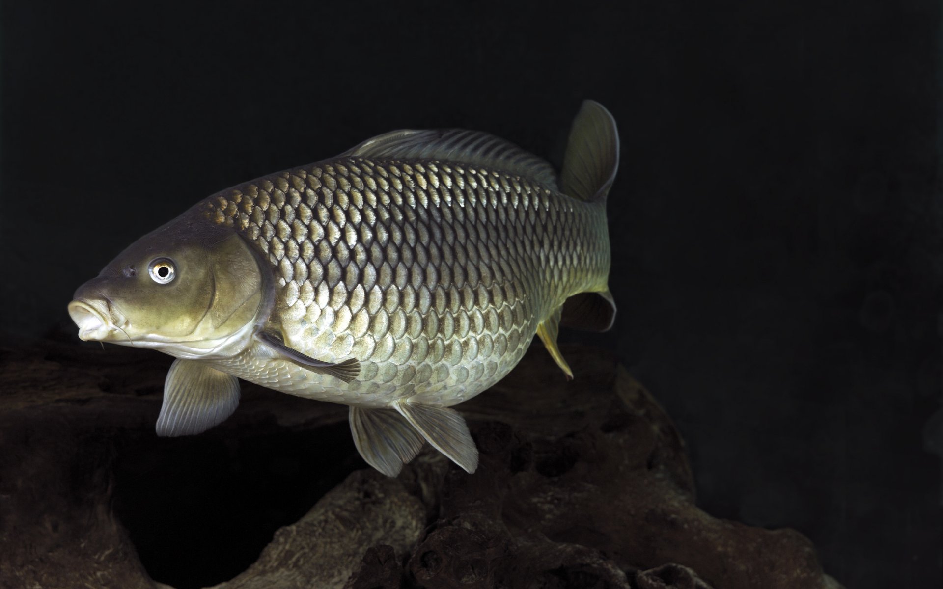 fondo pescado aletas cola escamas