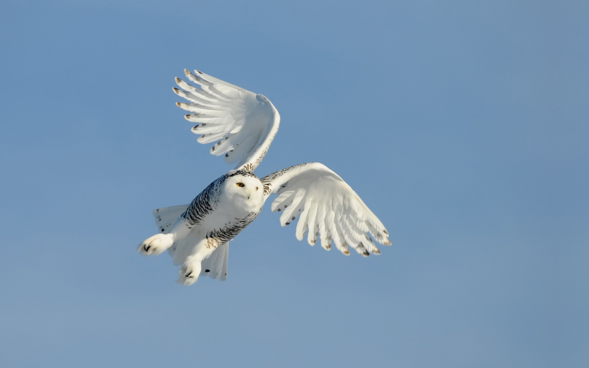 uccello gufo volo cielo ali