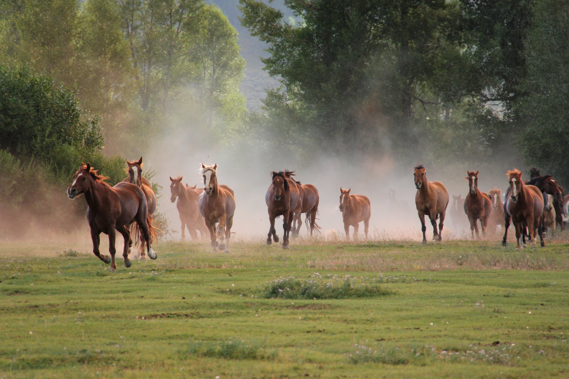 chevaux troupeau course nature