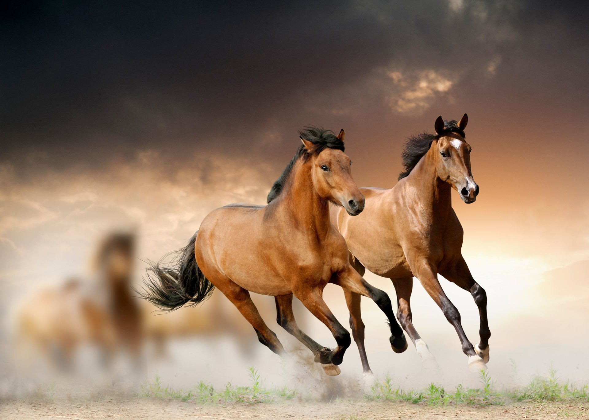 chevaux course herbe nuages