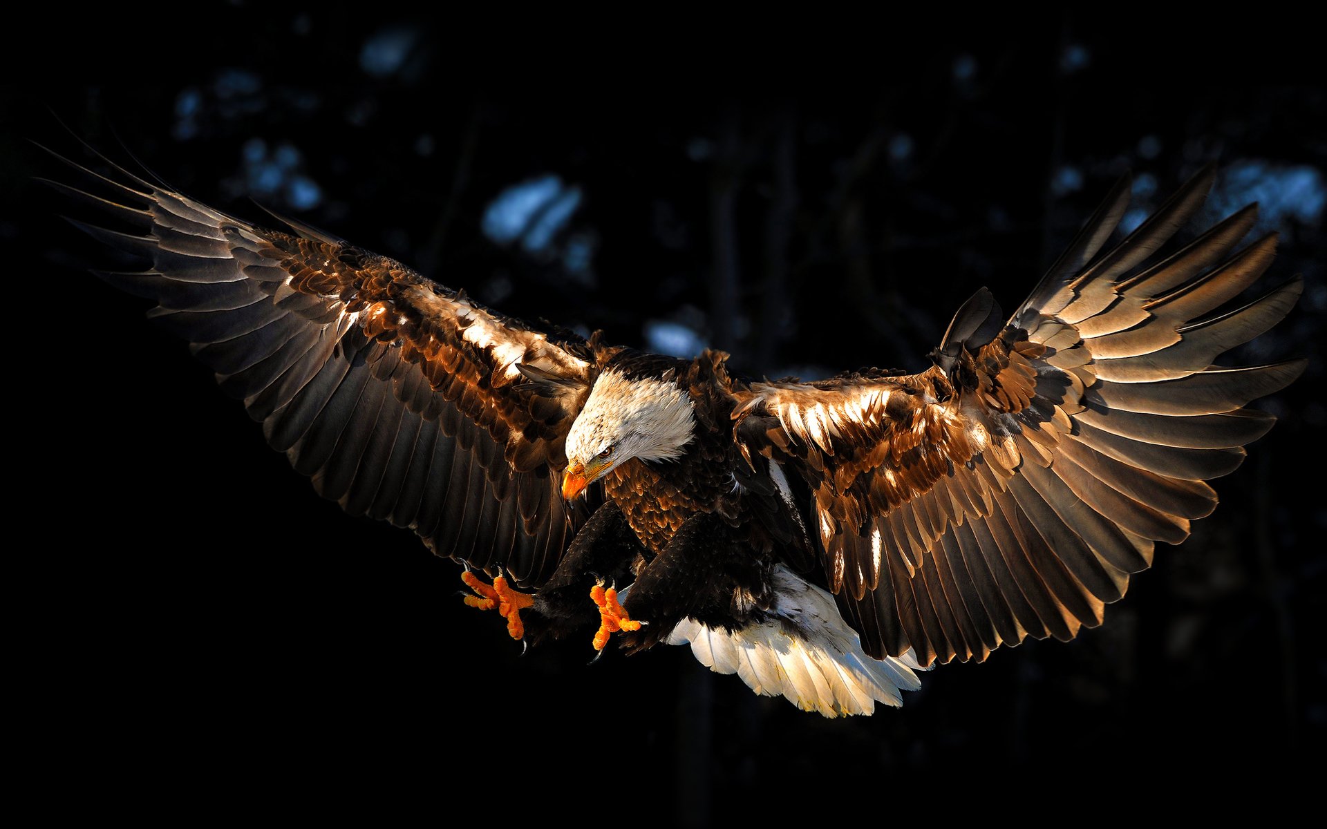 aigle oiseau ailes