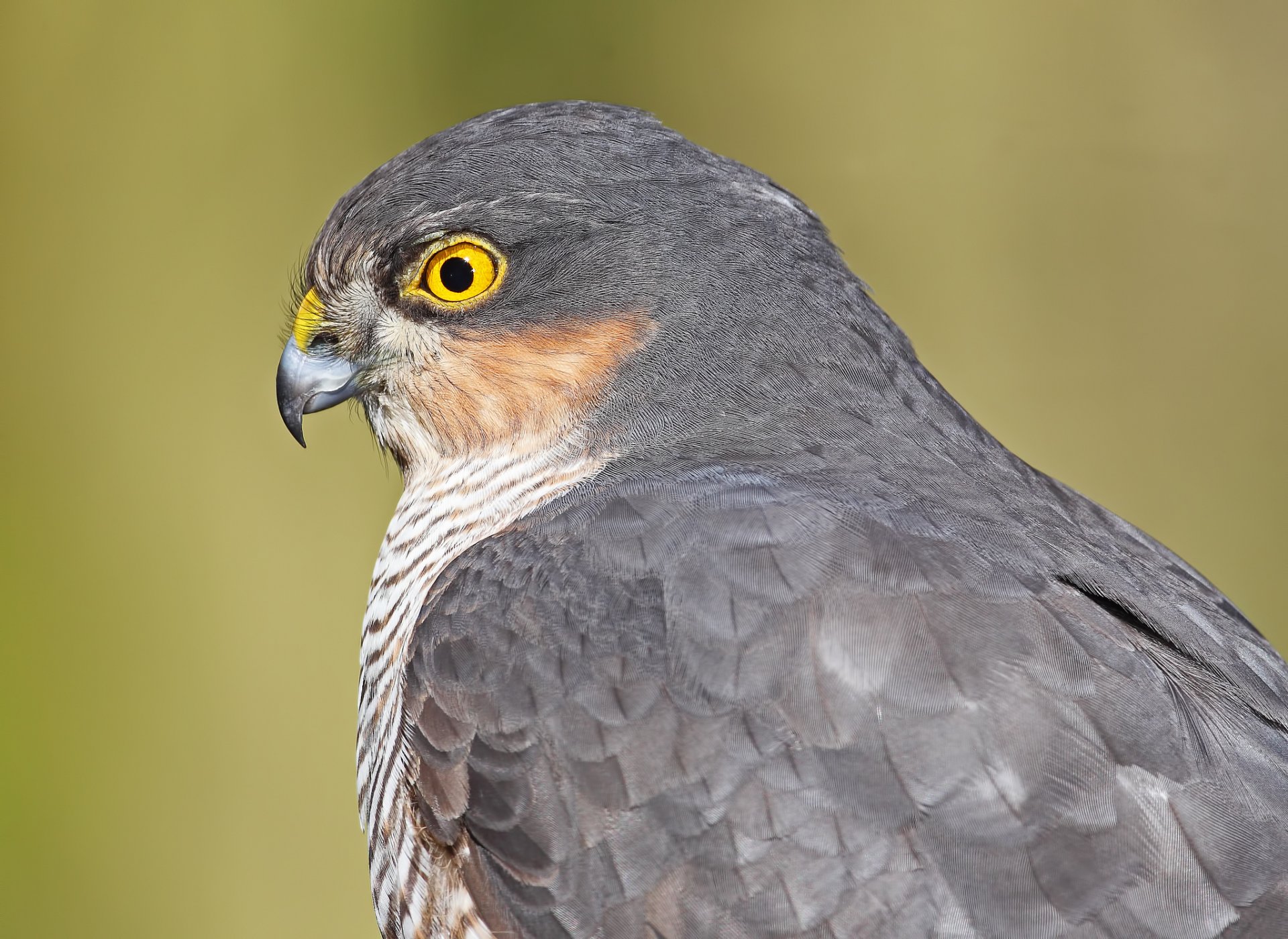 wachtel habicht vogel raubtier profil blick