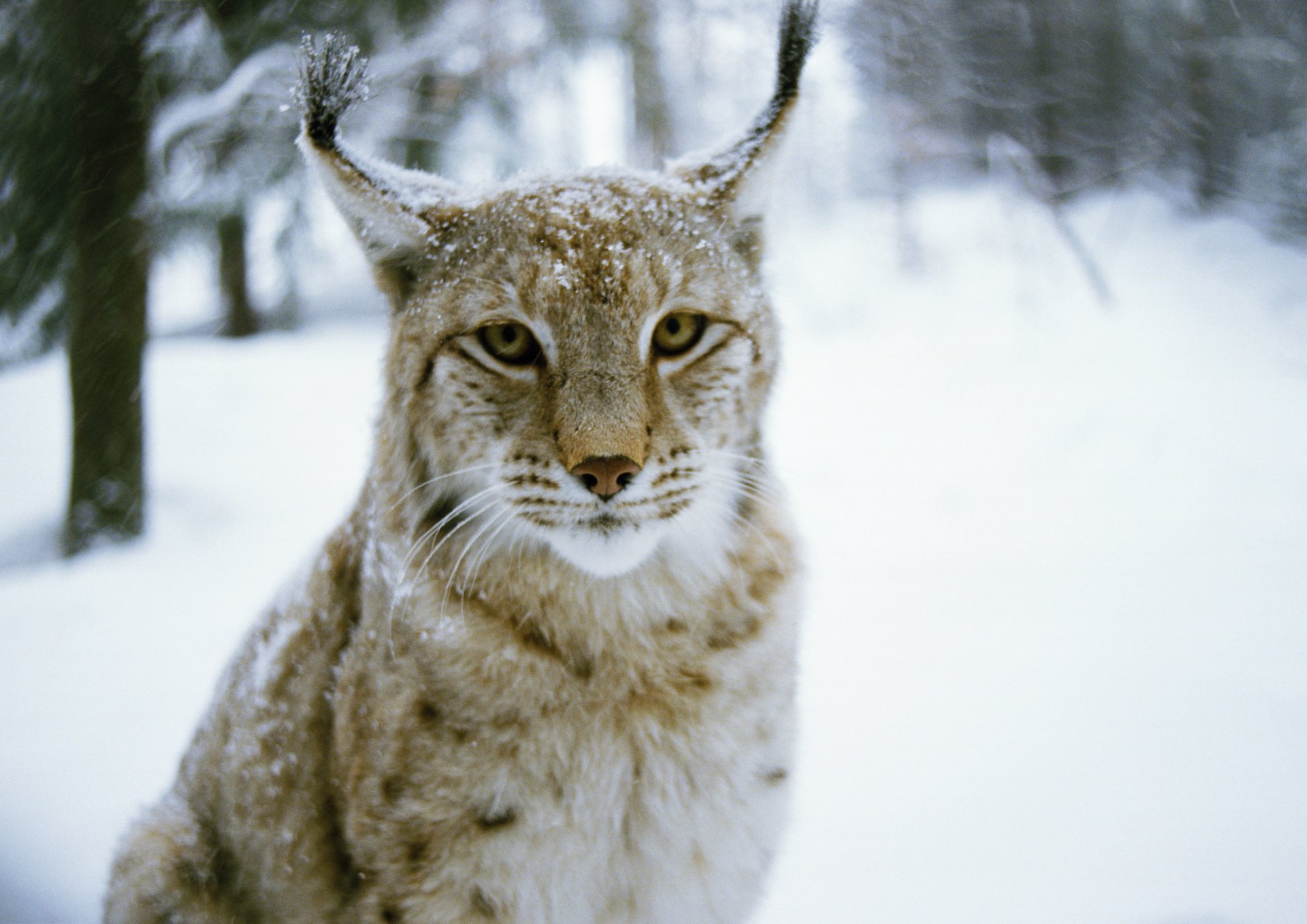 lince bosque invierno depredador gato árbol invierno gato