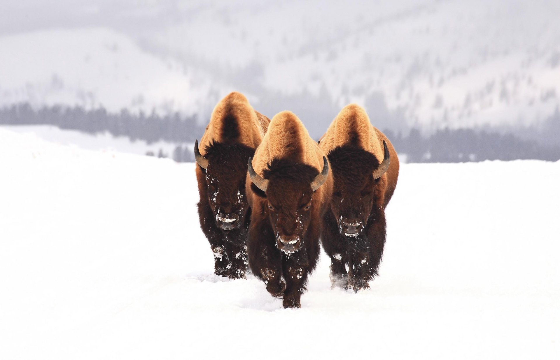 bison schnee tiere winter drei bison stier