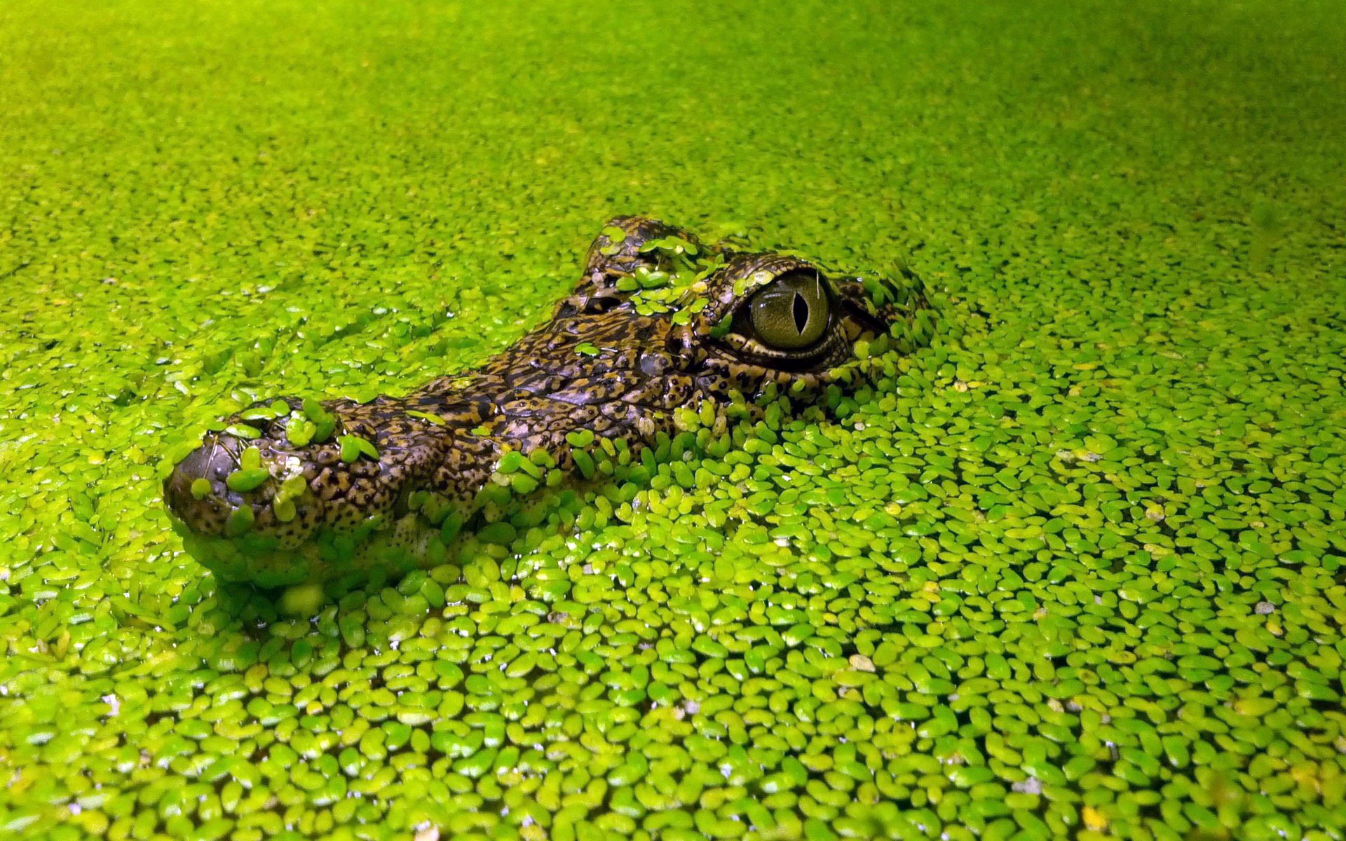 sfondo coccodrillo alghe lenticchia d acqua testa occhi