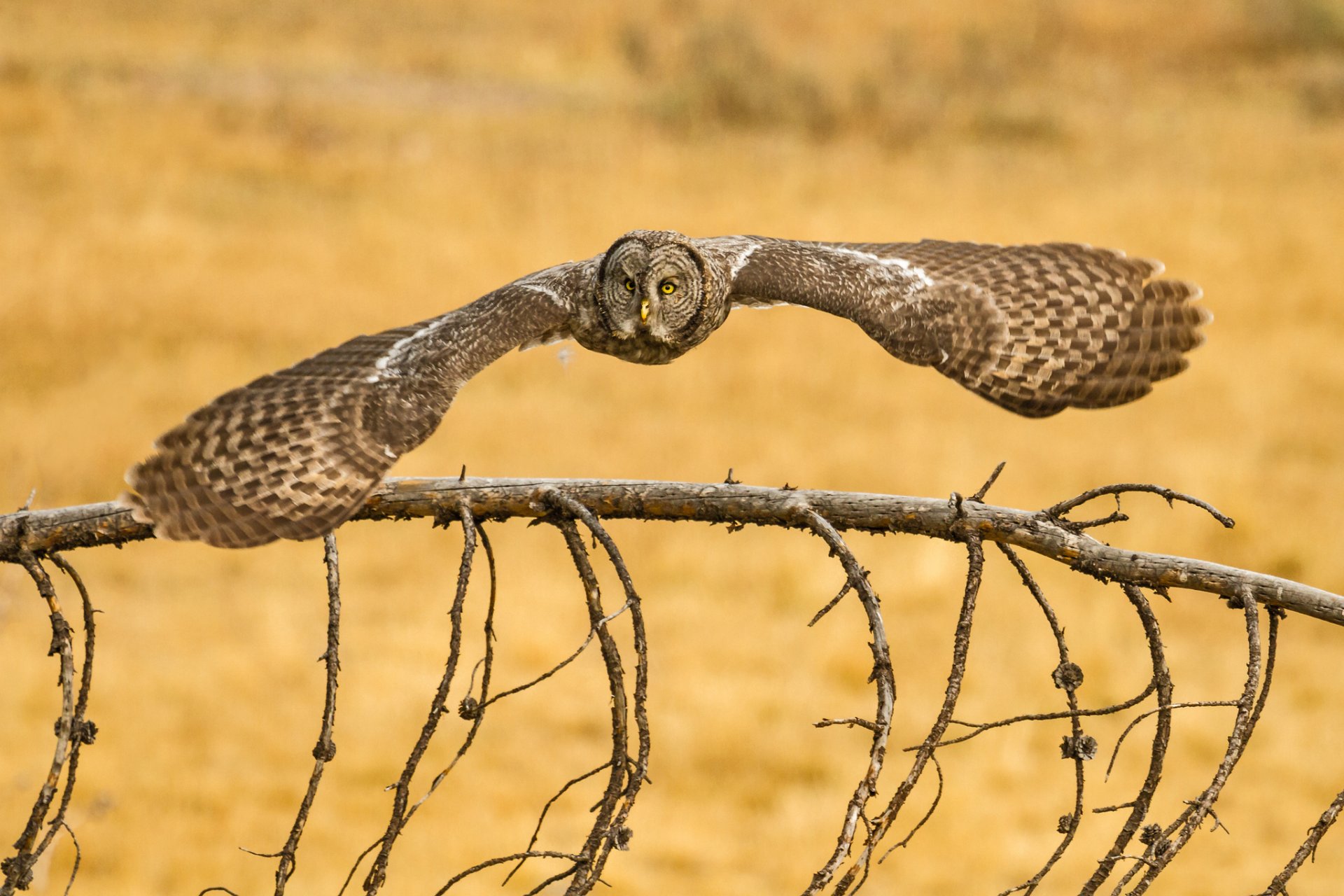 owl great gray owl poultry great grey owl lapland owl