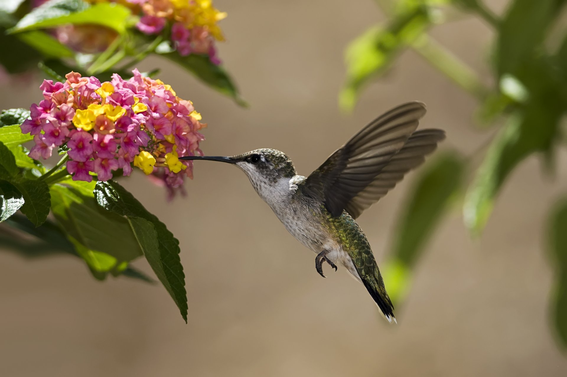 oiseau colibri fleurs nectar ensoleillé feuilles