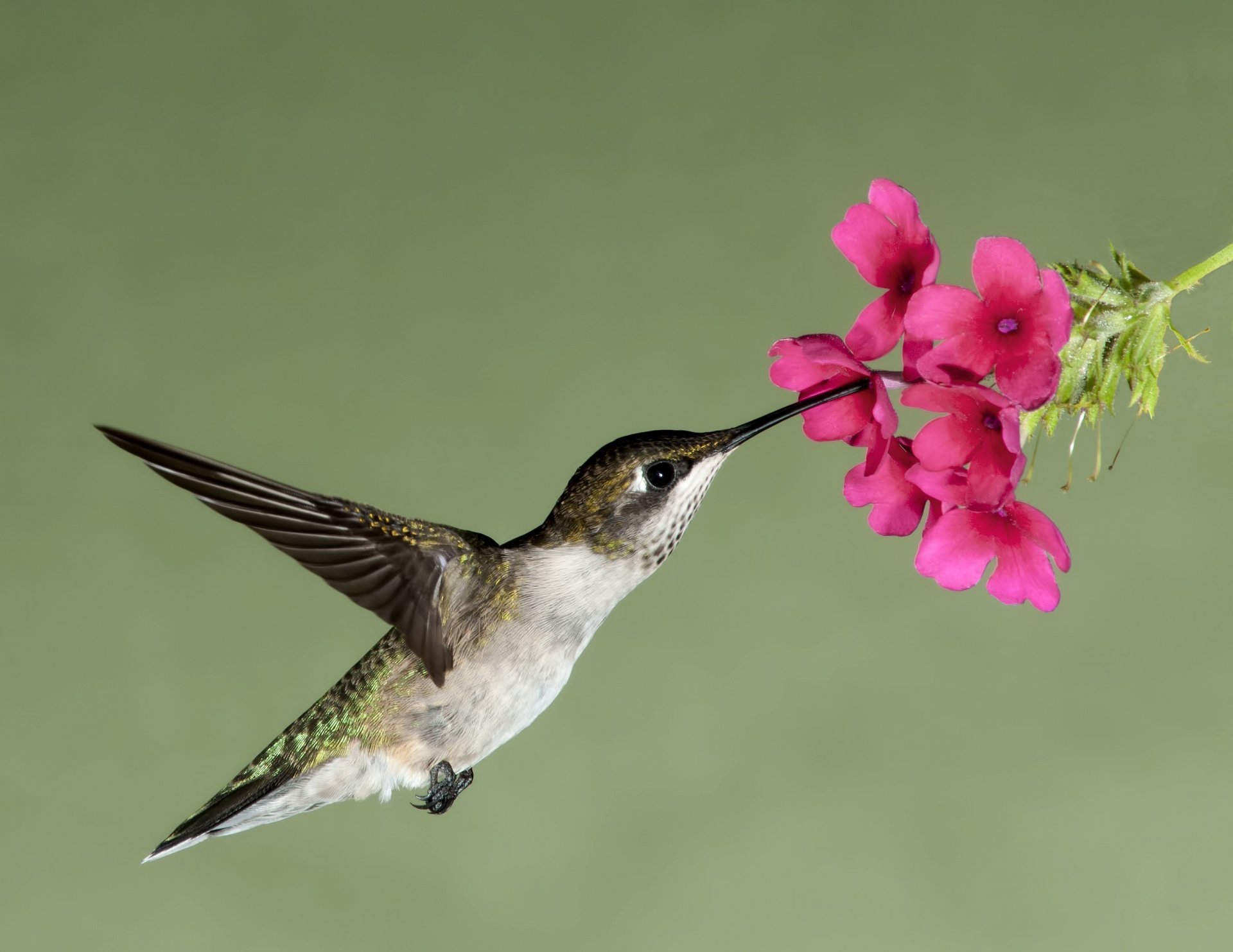 kolibri fliegen blume blumen nektar schwebend vogel schnabel flügel natur