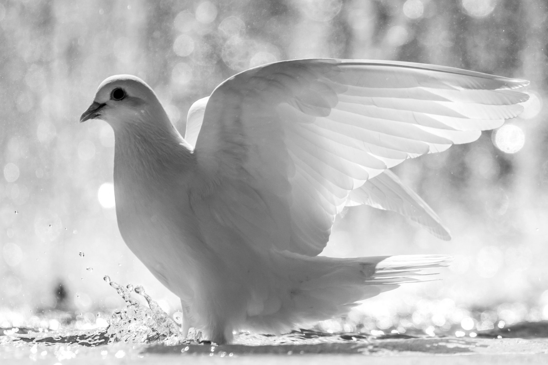 pigeon blanc oiseau ailes plumes eau éclaboussures