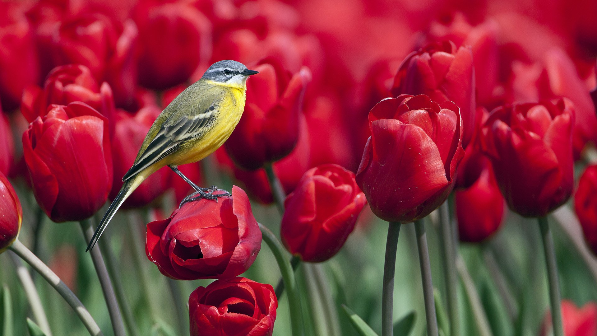 vogel blumen tulpen