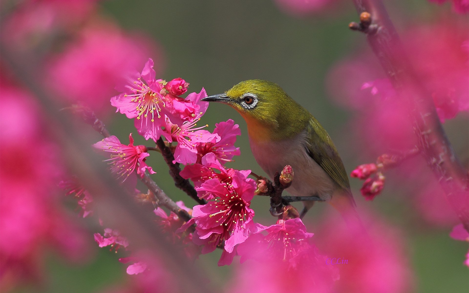 vogel baum blüte blumen frühling rosa fruchtig