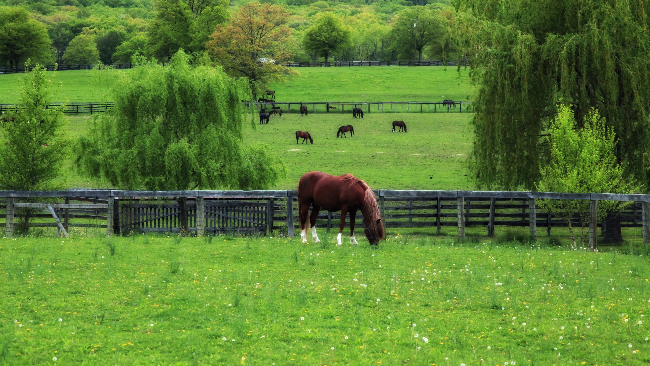 caballos primavera enojado hierba dientes de león pasto árboles