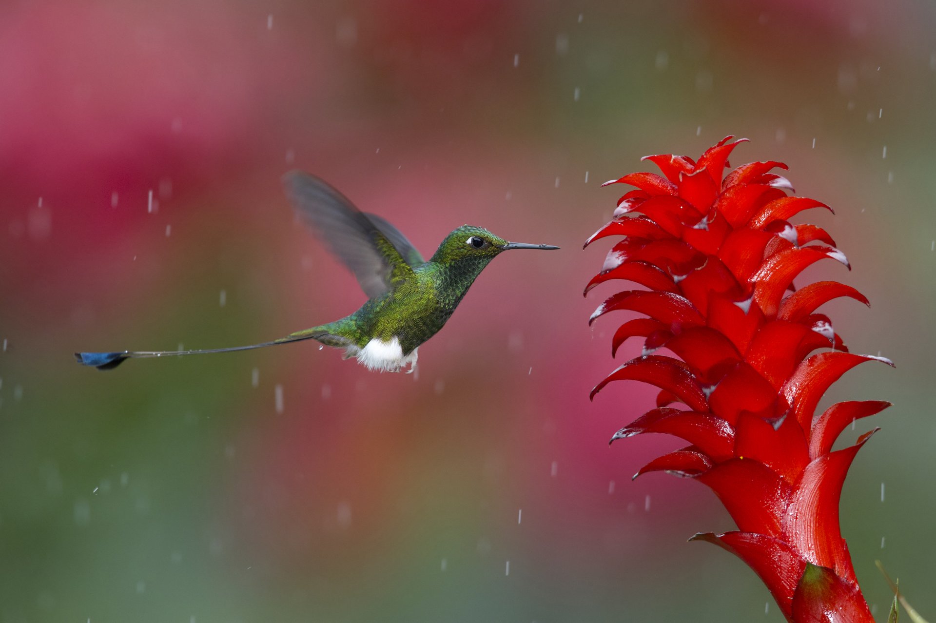 colibrì uccello fiore natura momento foto colori corallo verde bianco gocce d acqua pioggia