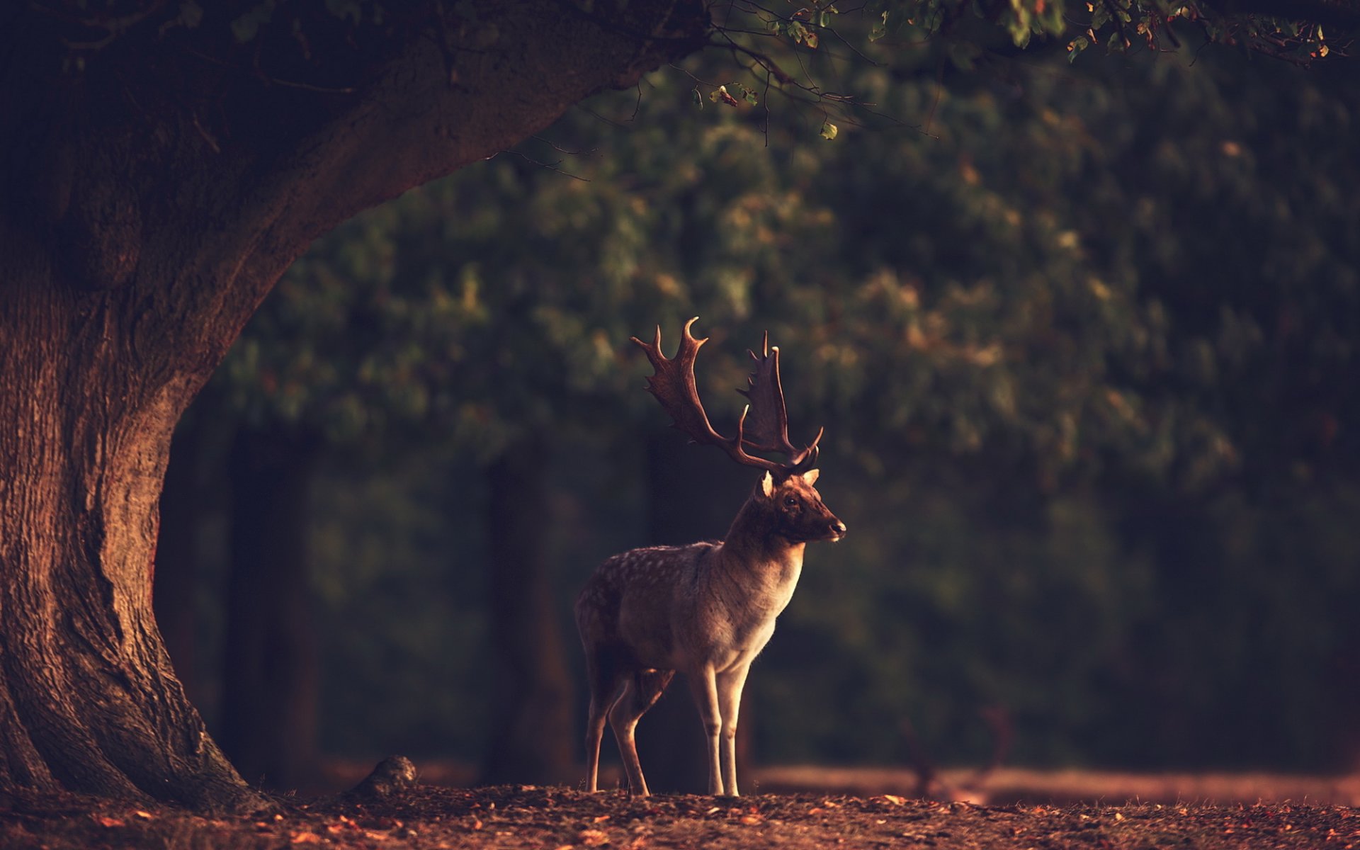 ciervos naturaleza animal bosque