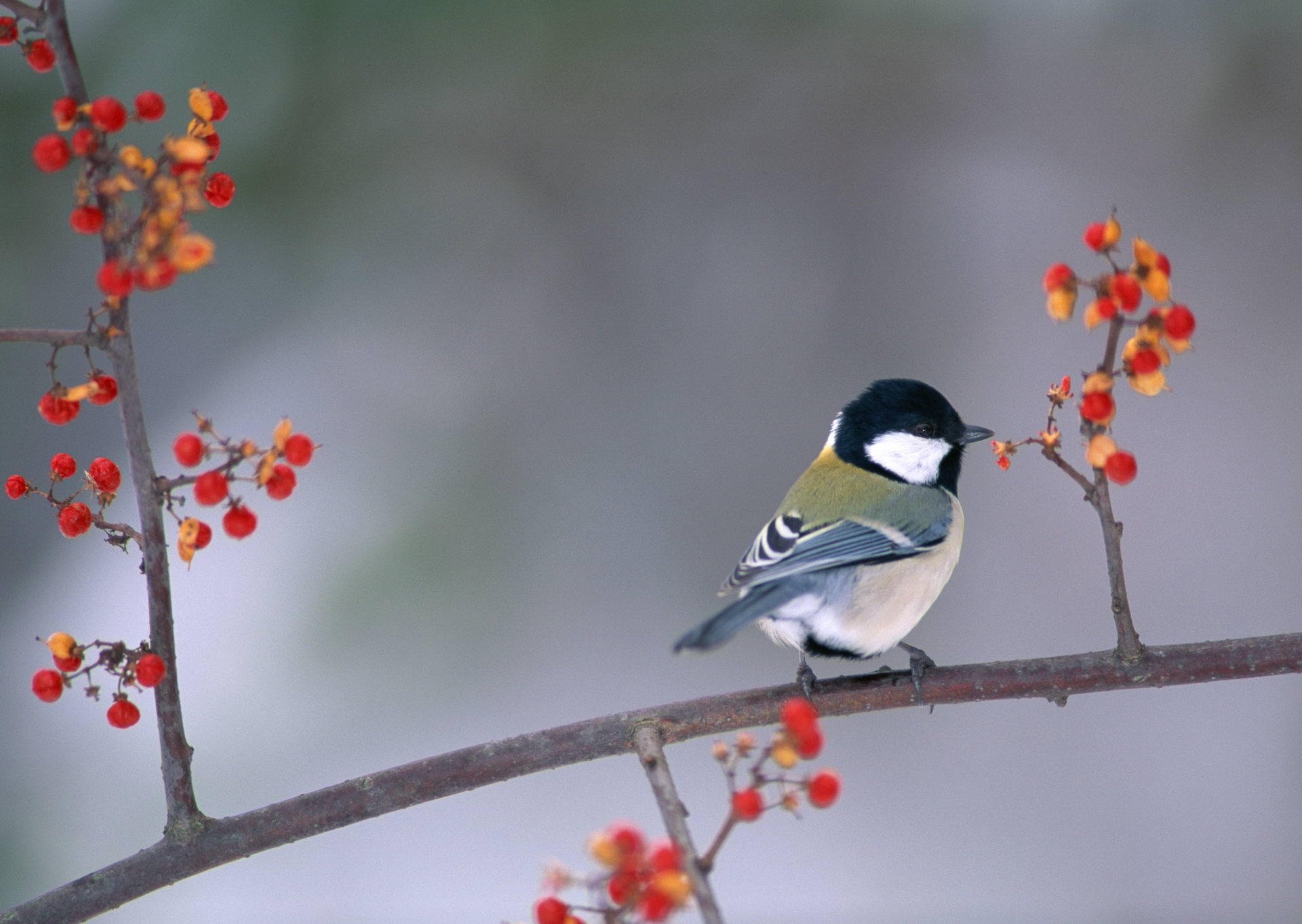 poultry bird tit branch berrie