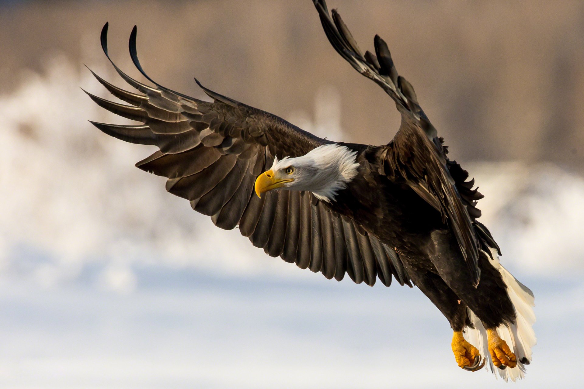 aquila calva uccello predatore ali